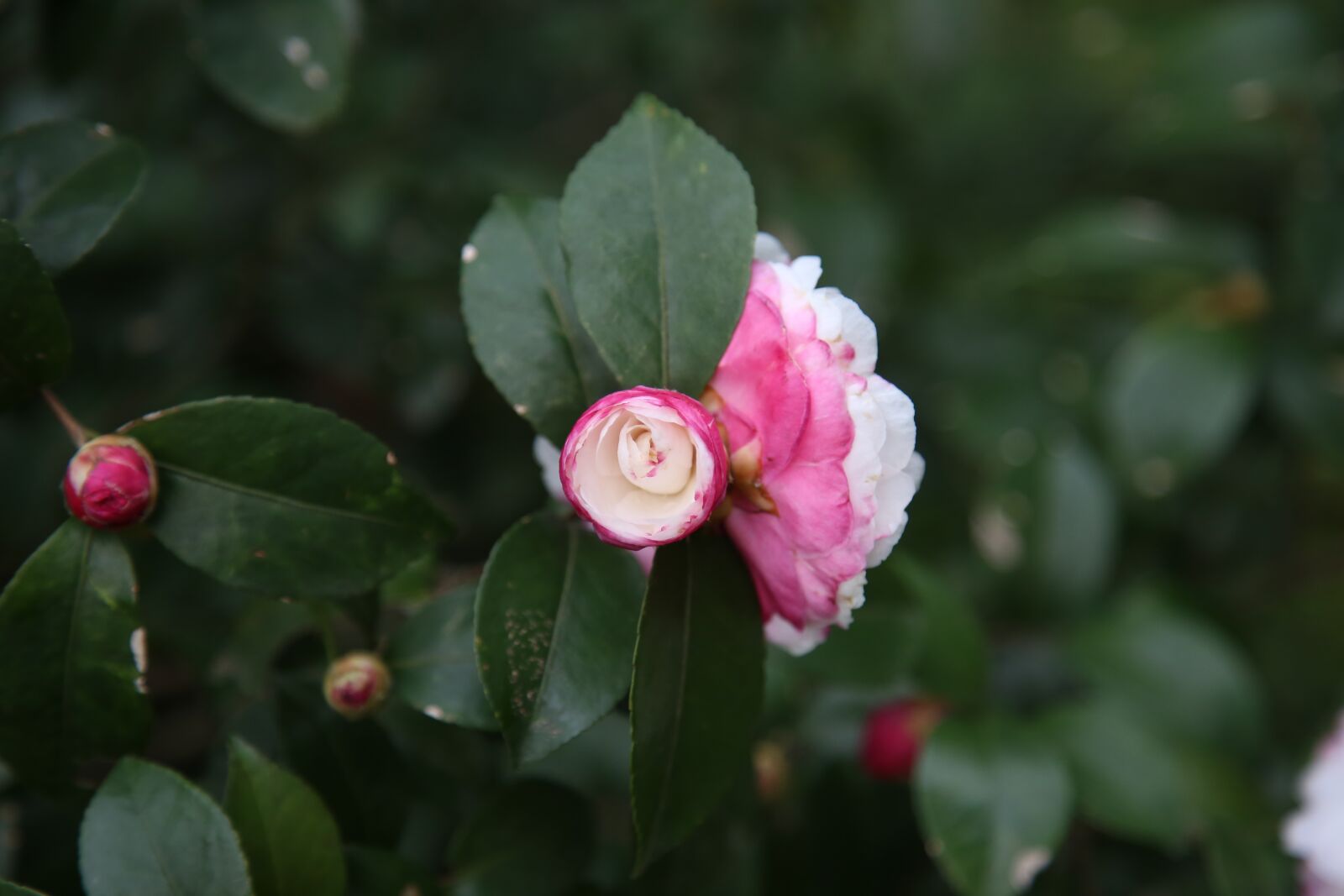 Canon EOS 6D + Canon EF 24-105mm F4L IS USM sample photo. Camellia, plant photography