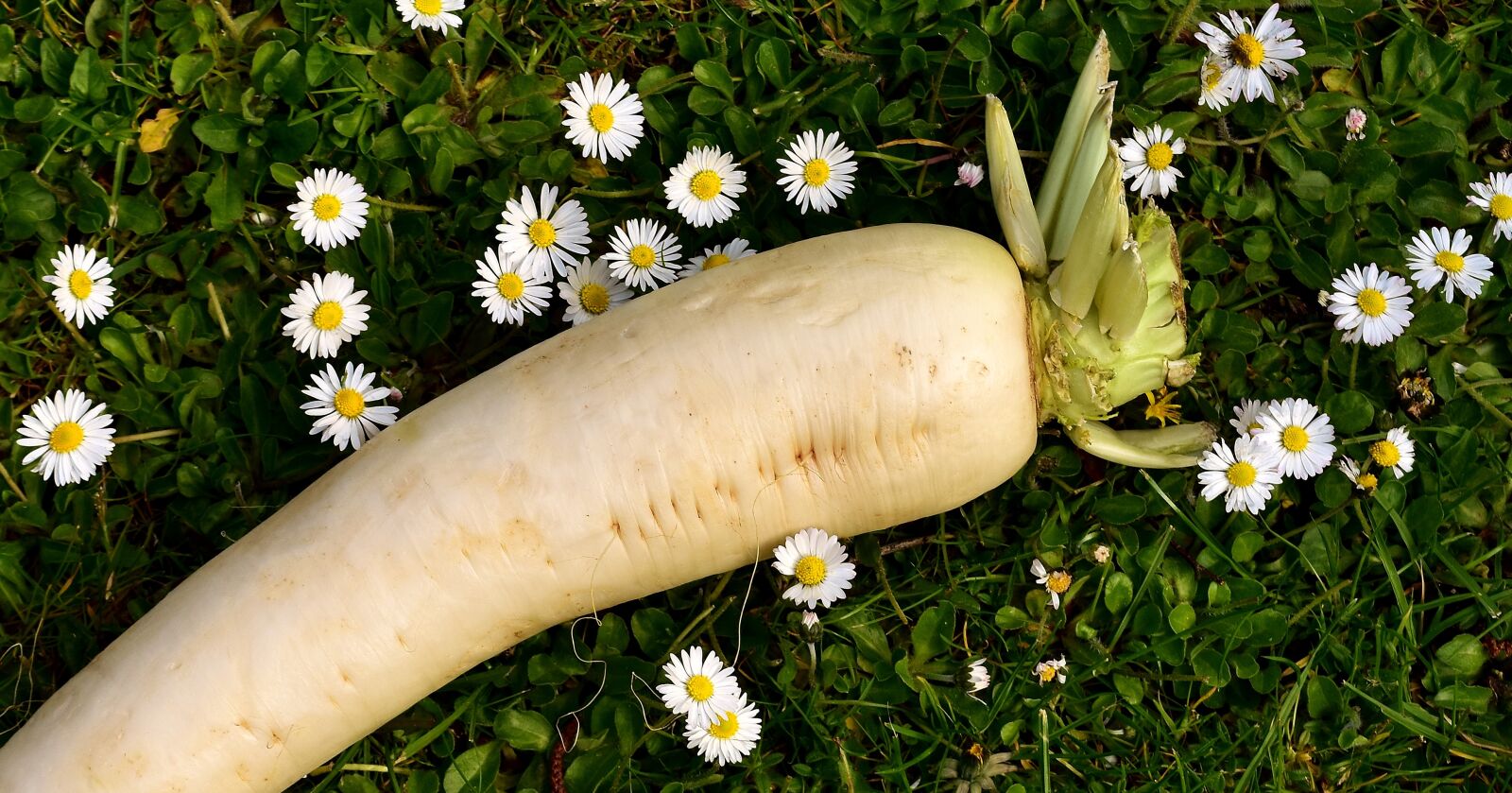 Nikon D7200 sample photo. Radish, raphanus, white photography