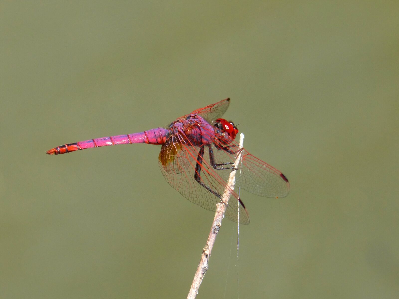 Panasonic DMC-FZ62 sample photo. Red dragonfly, pipe vinous photography