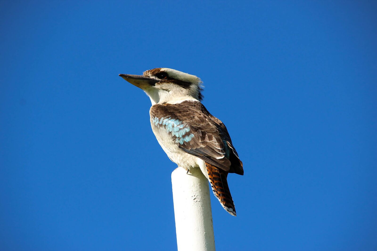 Canon EOS 600D (Rebel EOS T3i / EOS Kiss X5) sample photo. Kookaburra, bird, australia photography