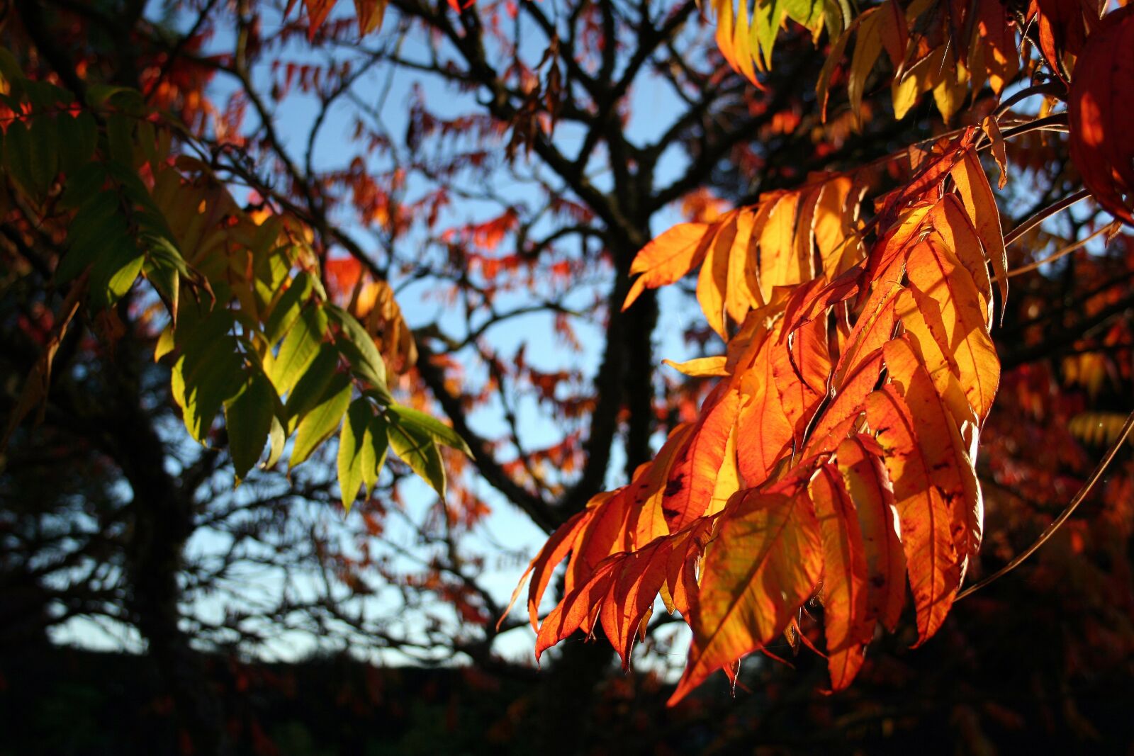 Canon EOS 350D (EOS Digital Rebel XT / EOS Kiss Digital N) sample photo. Sunset, autumn, sky photography