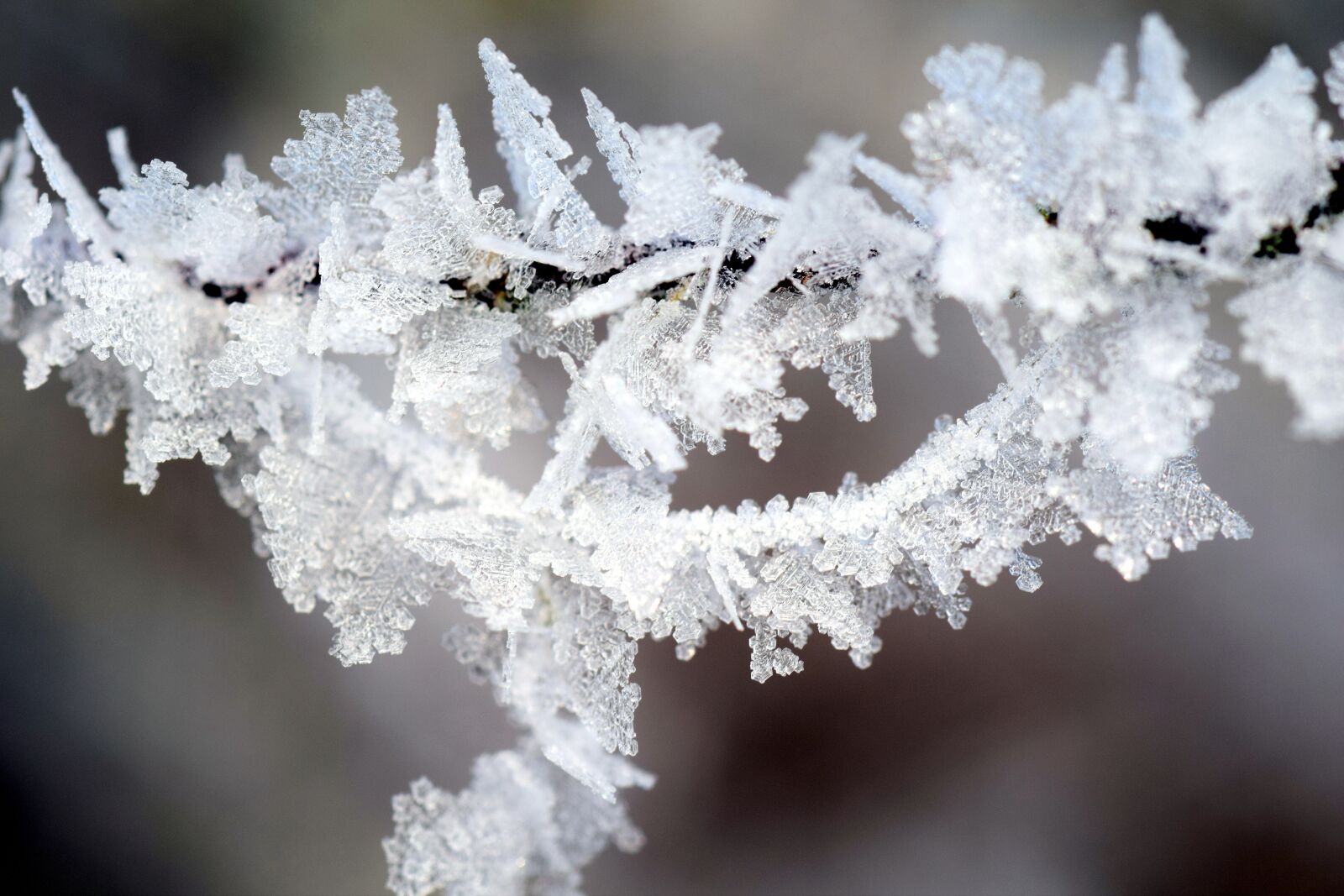 Nikon D3300 sample photo. Frost, winter, wintry photography