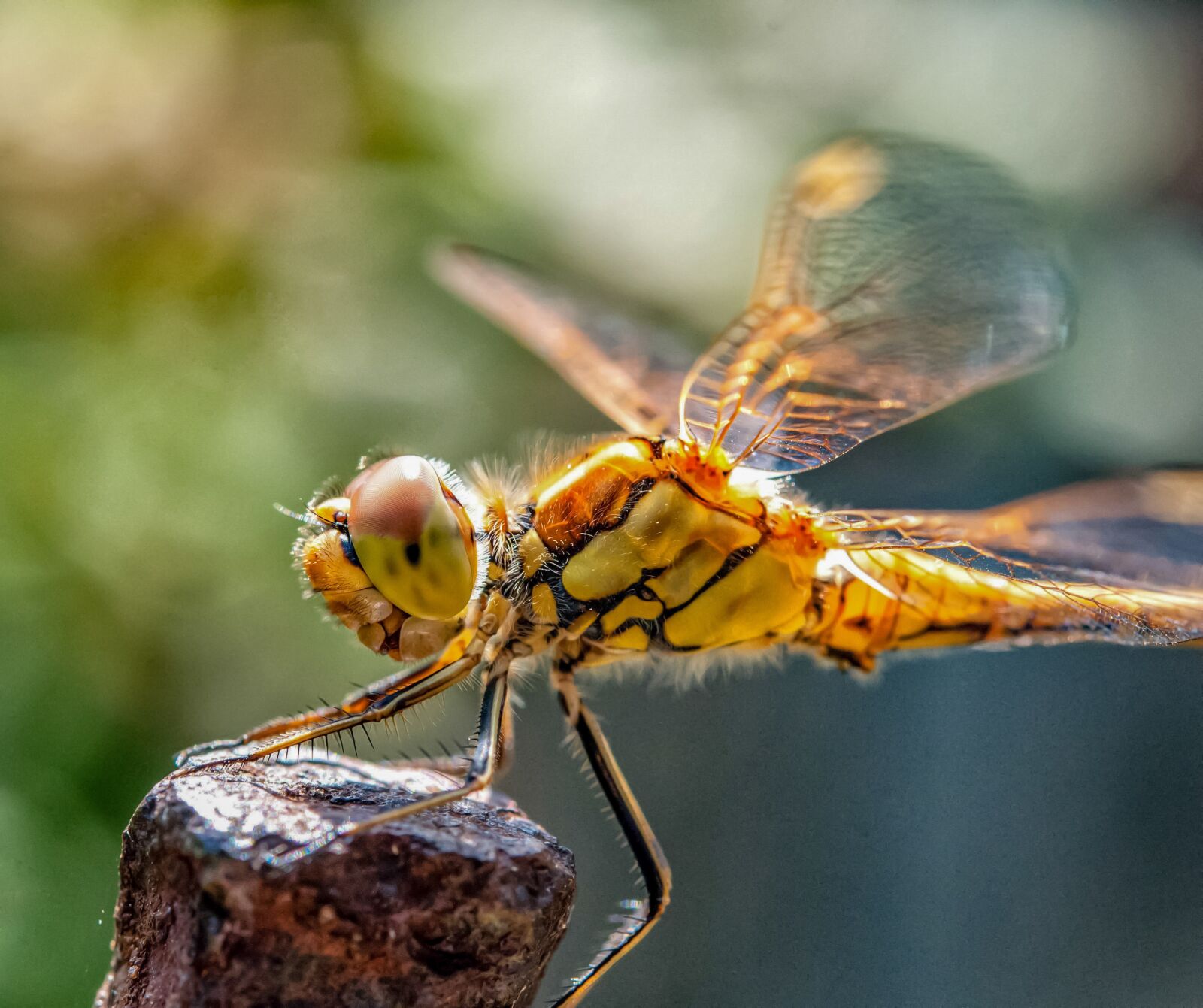 Nikon D300S sample photo. Dragonfly, insects, macro photography