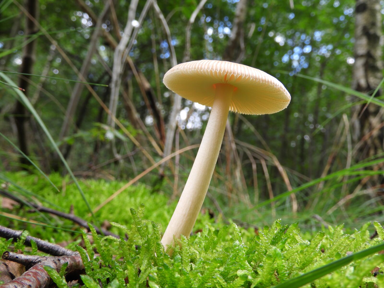Nikon Coolpix B700 sample photo. Mushroom, forest, nature photography