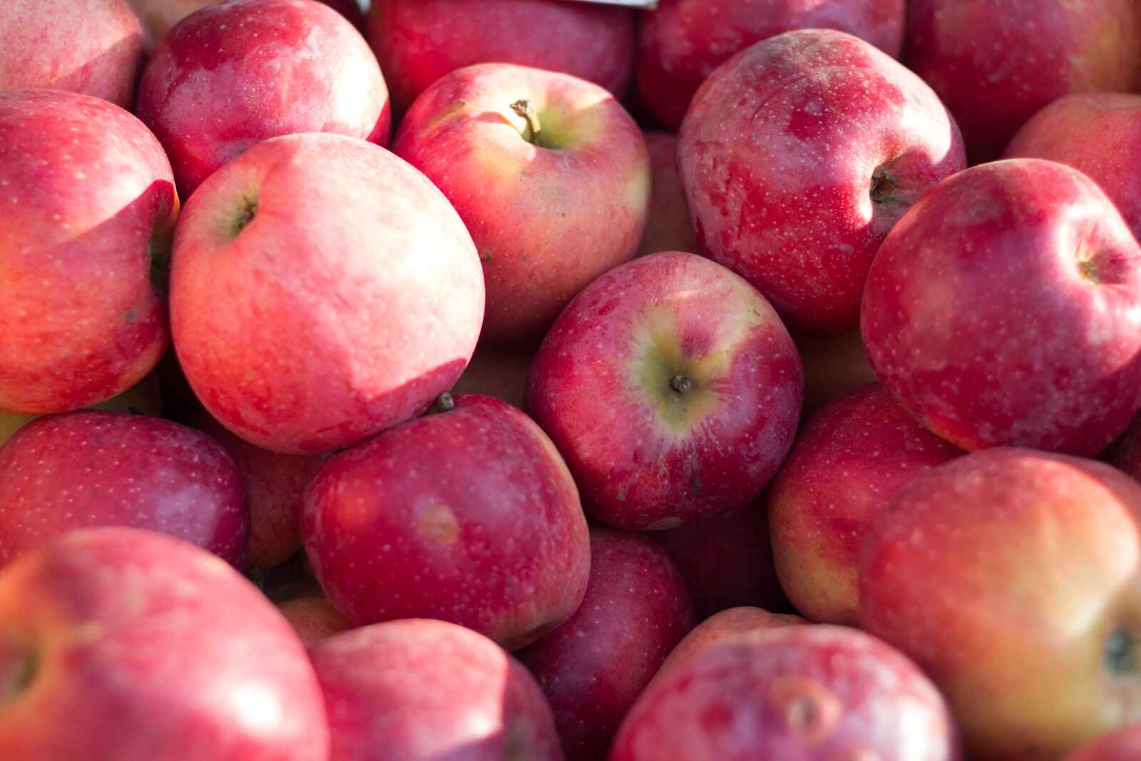 Canon EOS 70D + Canon EF 50mm F1.8 II sample photo. Apples, red, fruit photography