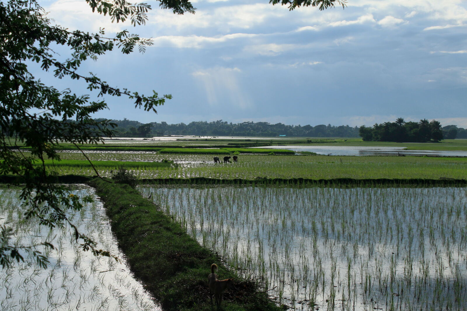 Canon EOS 500D (EOS Rebel T1i / EOS Kiss X3) sample photo. Bangladesh, canal, fisherman, nature photography