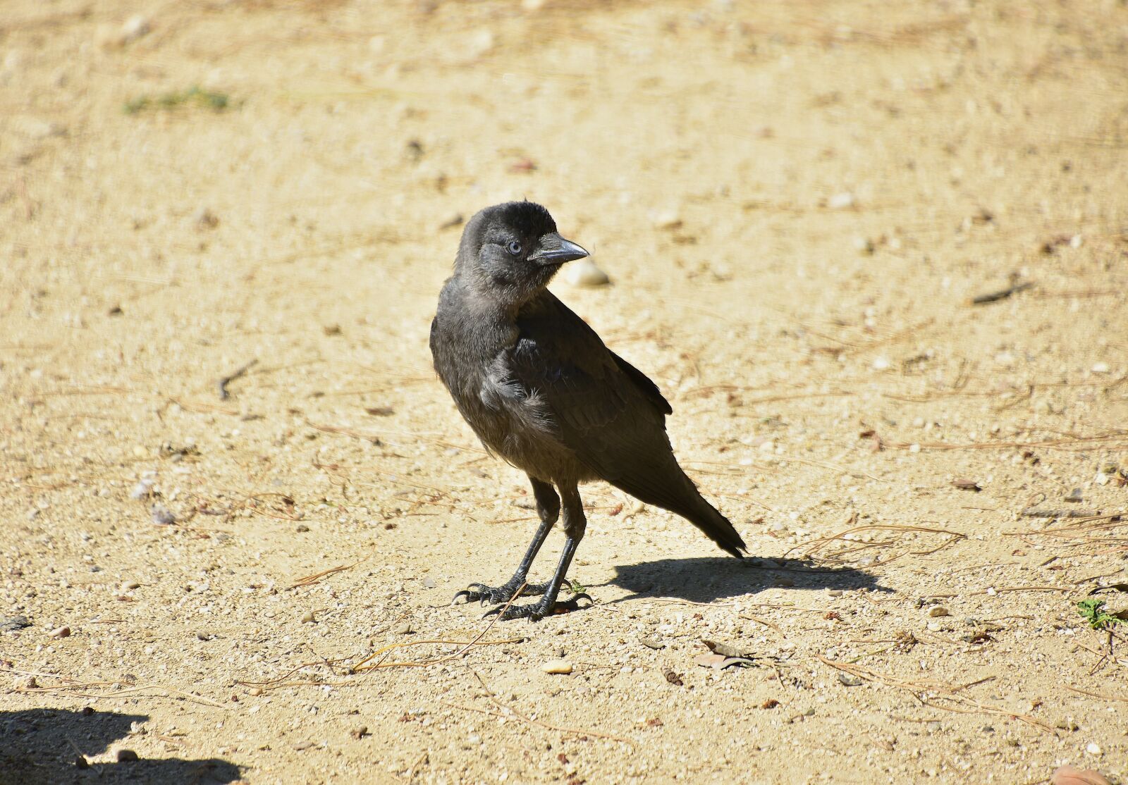 Nikon D7200 sample photo. Crows, rook, black photography