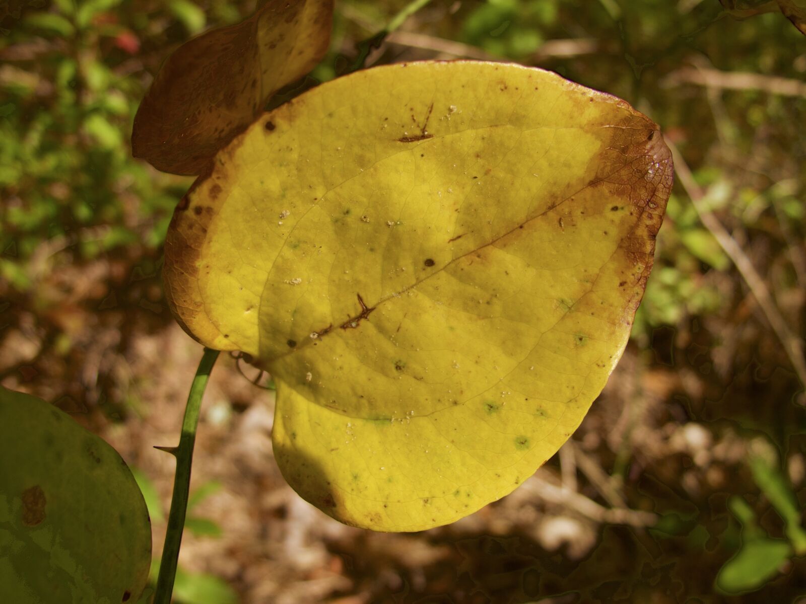 Canon PowerShot G12 sample photo. Fall, autumn, leaf photography