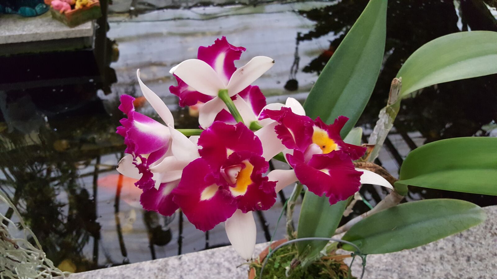 Samsung Galaxy Note5 sample photo. Flowers, nature, plants photography