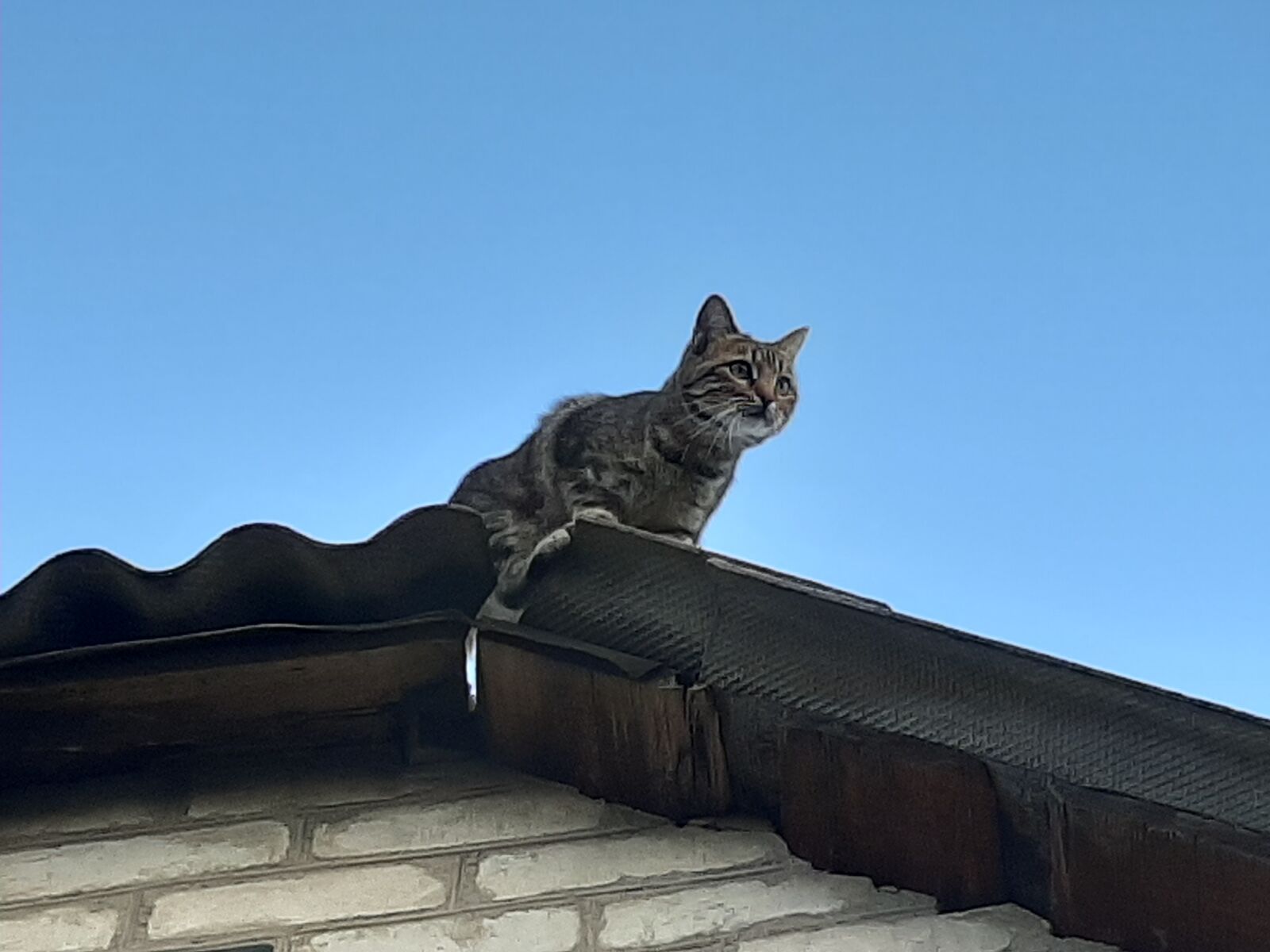 Samsung Galaxy A50 sample photo. Cat, animals photography