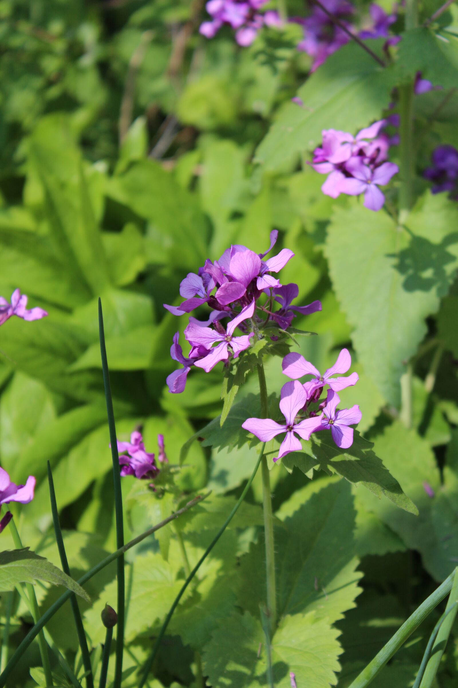 Canon EOS 650D (EOS Rebel T4i / EOS Kiss X6i) sample photo. Garden, flowers, spring photography