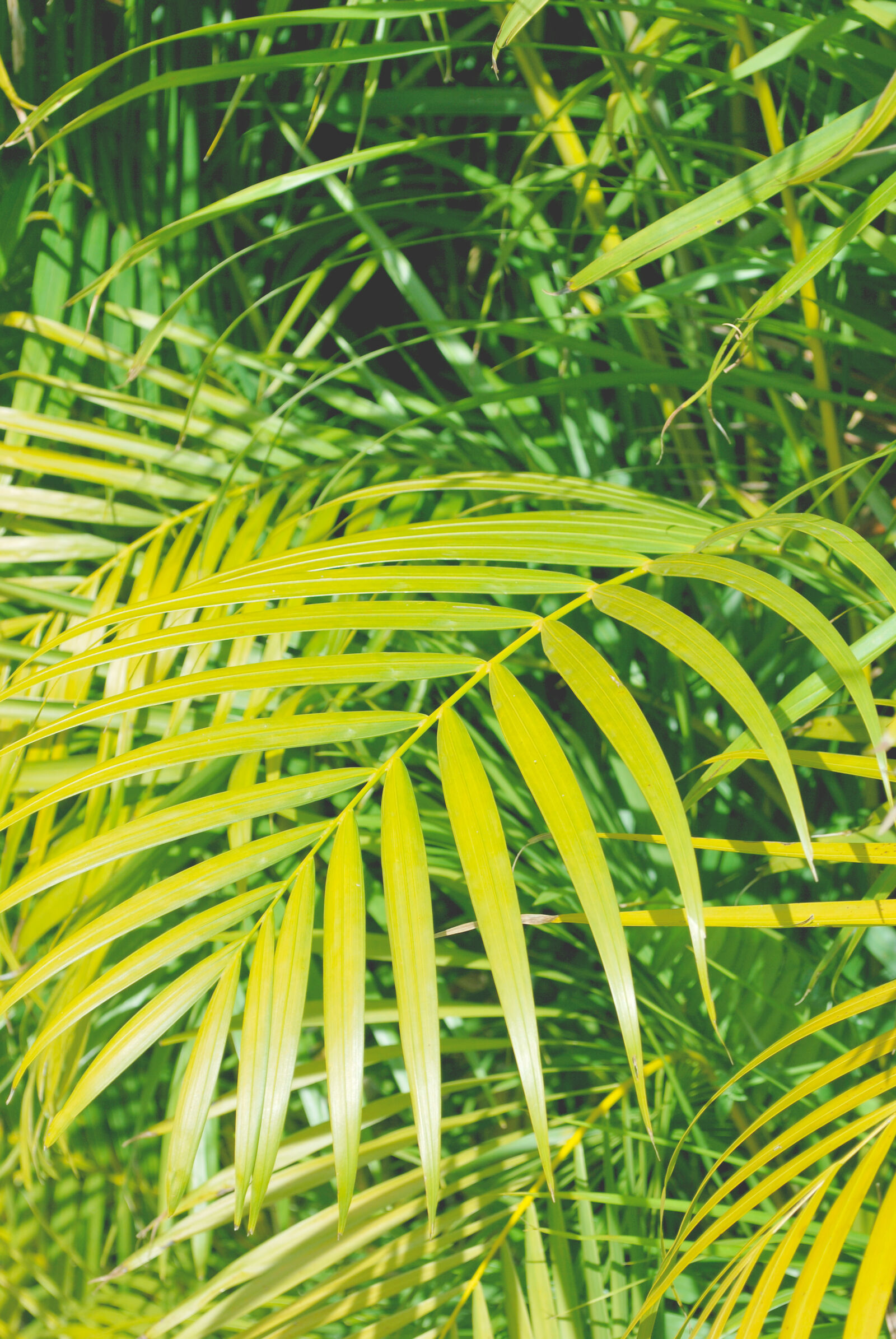 Nikon D60 sample photo. Palm, leaves, summer, vibes photography