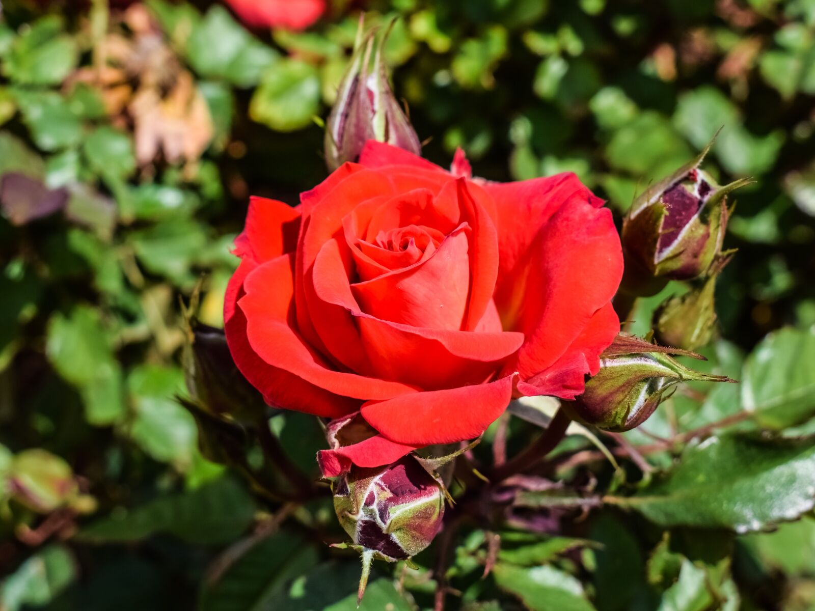 Nikon D3300 sample photo. Rose, red, garden photography
