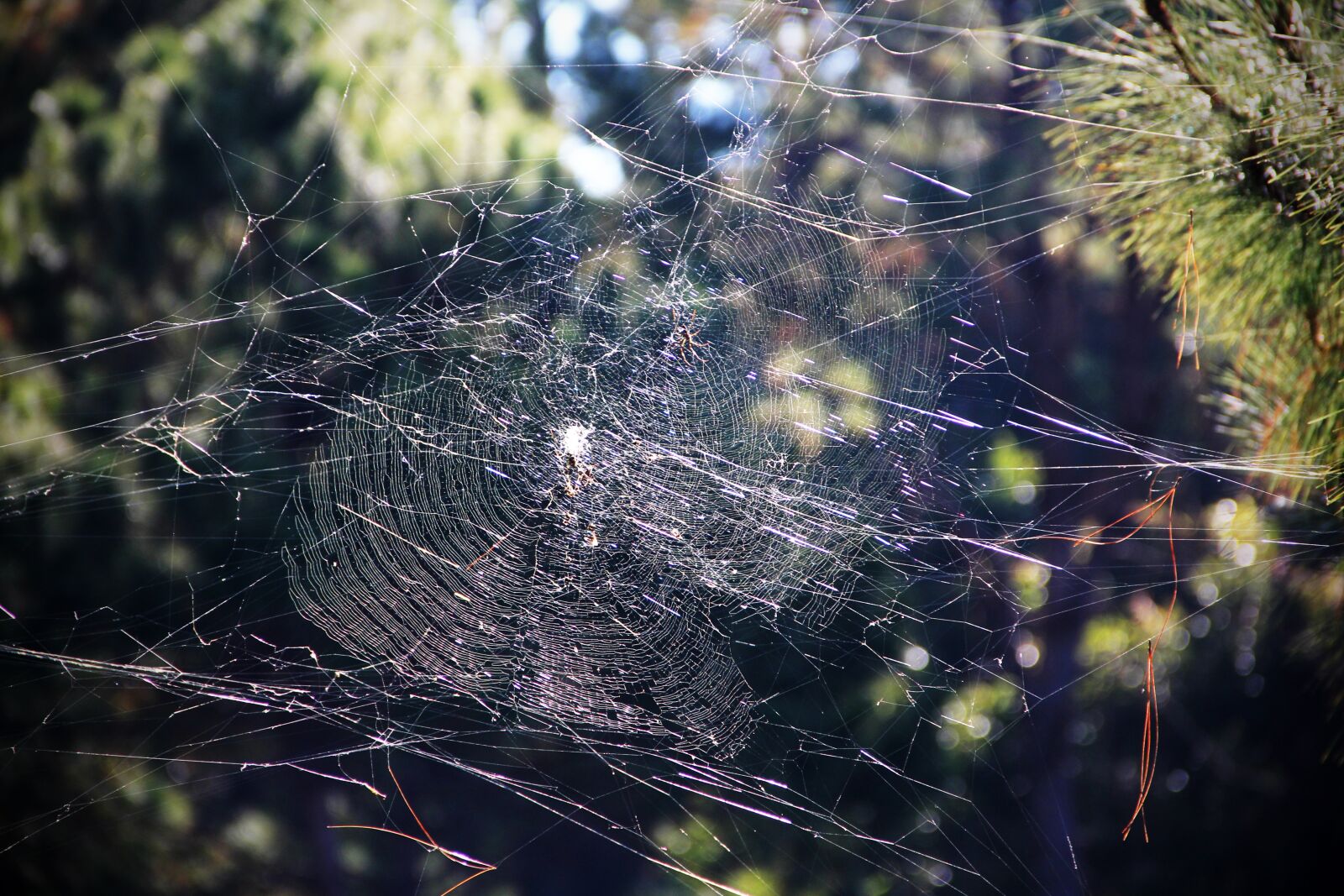 Canon EF-S 18-135mm F3.5-5.6 IS sample photo. Cobweb, threads, stretched photography