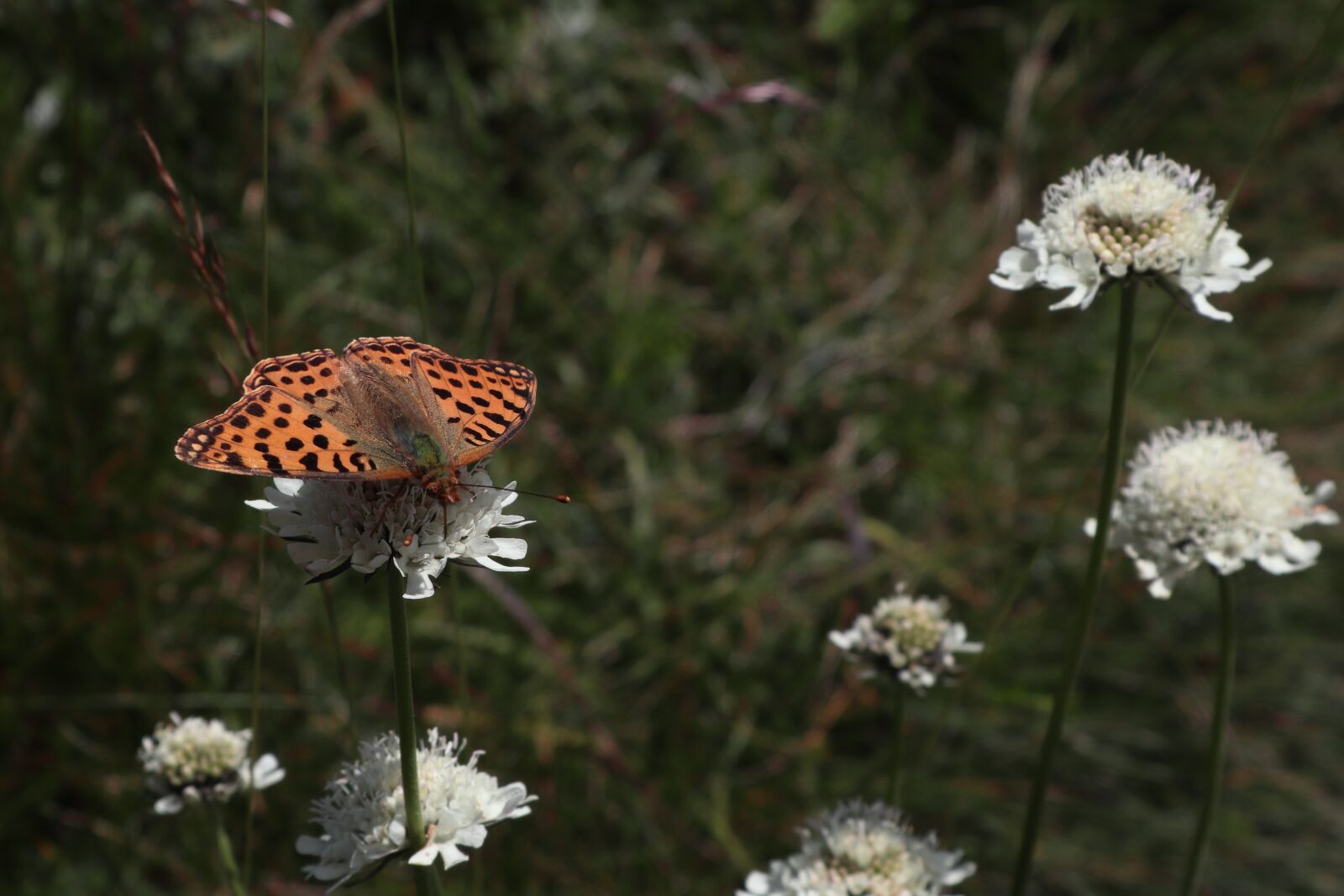 Canon EOS M50 (EOS Kiss M) sample photo. Butterfly, meadow, nature photography