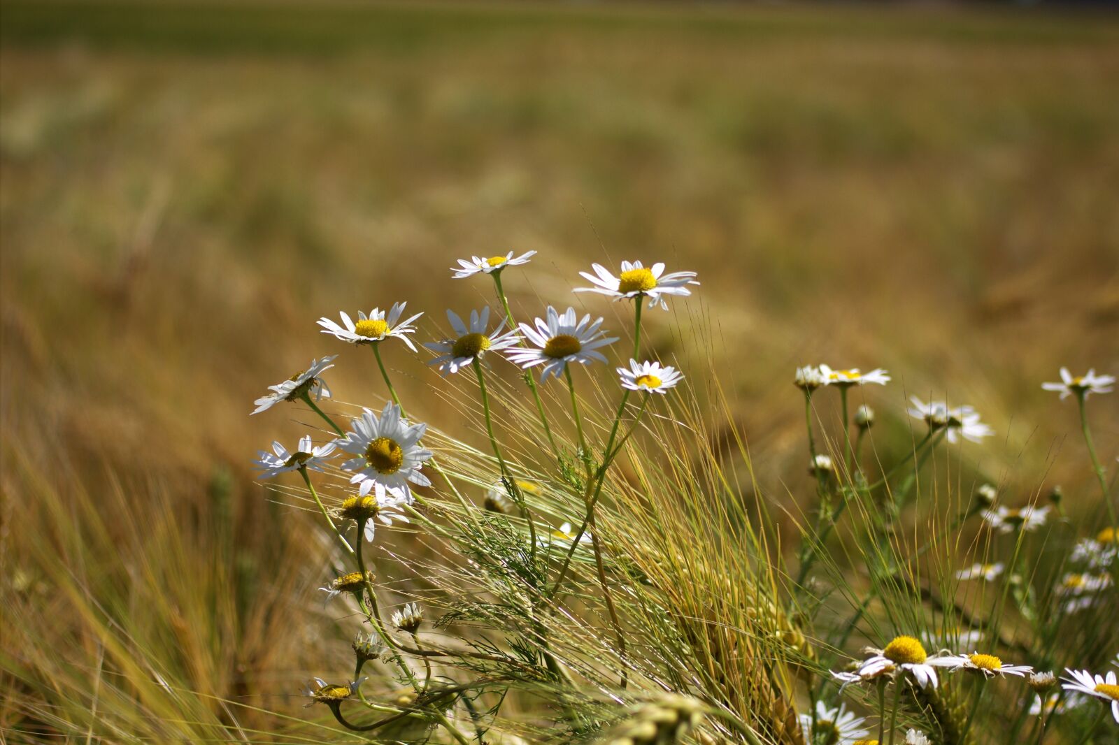 Canon EOS 550D (EOS Rebel T2i / EOS Kiss X4) sample photo. Nature, field, flower photography