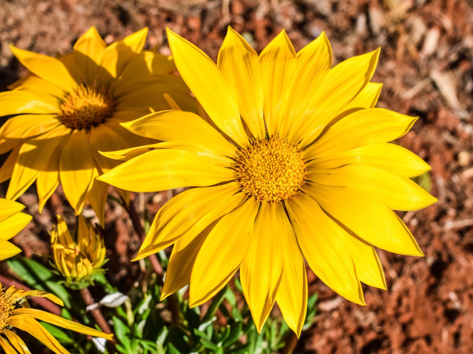 Nikon D3300 sample photo. Gazania, flower, yellow photography