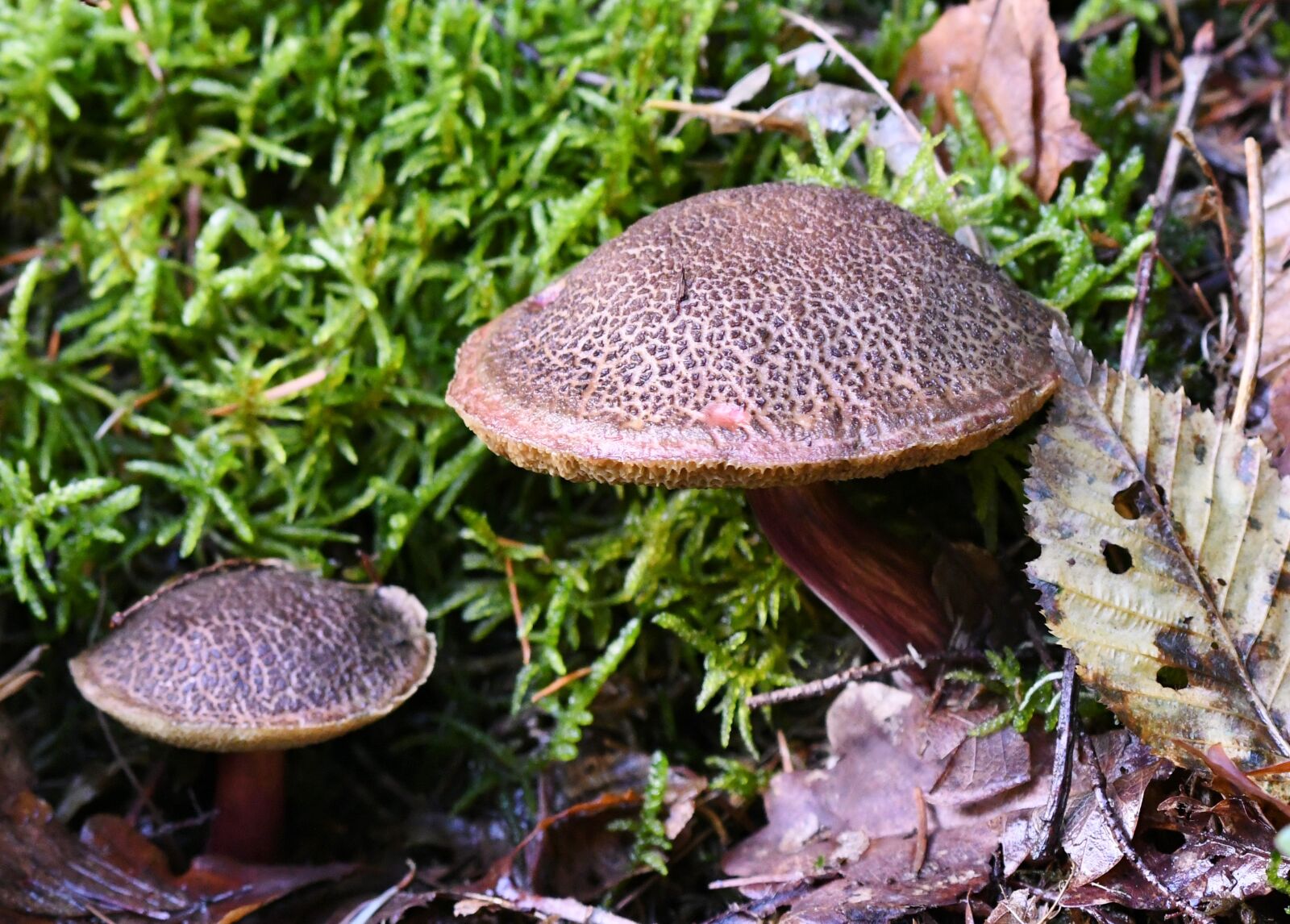 Nikon D500 sample photo. Mushrooms, boleten, moist photography