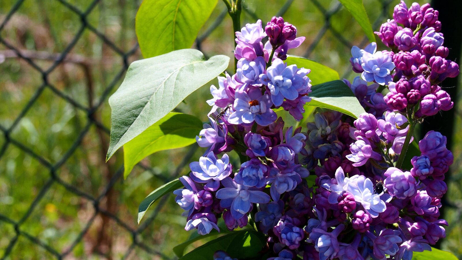 Olympus PEN E-PL6 sample photo. Lilac, without, flower photography