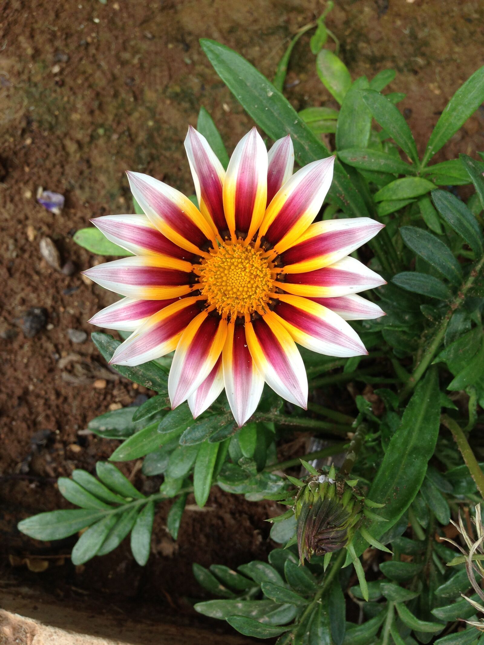 Apple iPhone 5 sample photo. Flower, colorful, hippie photography