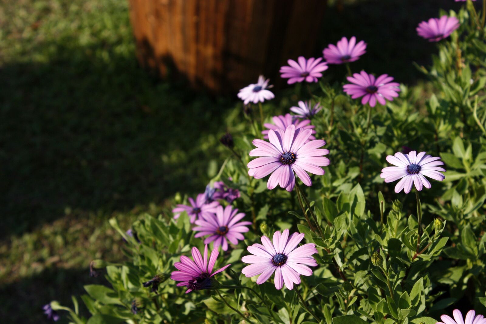 Canon EOS 450D (EOS Rebel XSi / EOS Kiss X2) sample photo. Blue eyed daisy, pink photography
