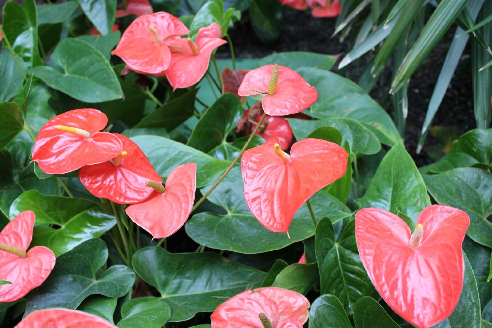 Canon EOS 550D (EOS Rebel T2i / EOS Kiss X4) sample photo. Pink, flower, petal photography