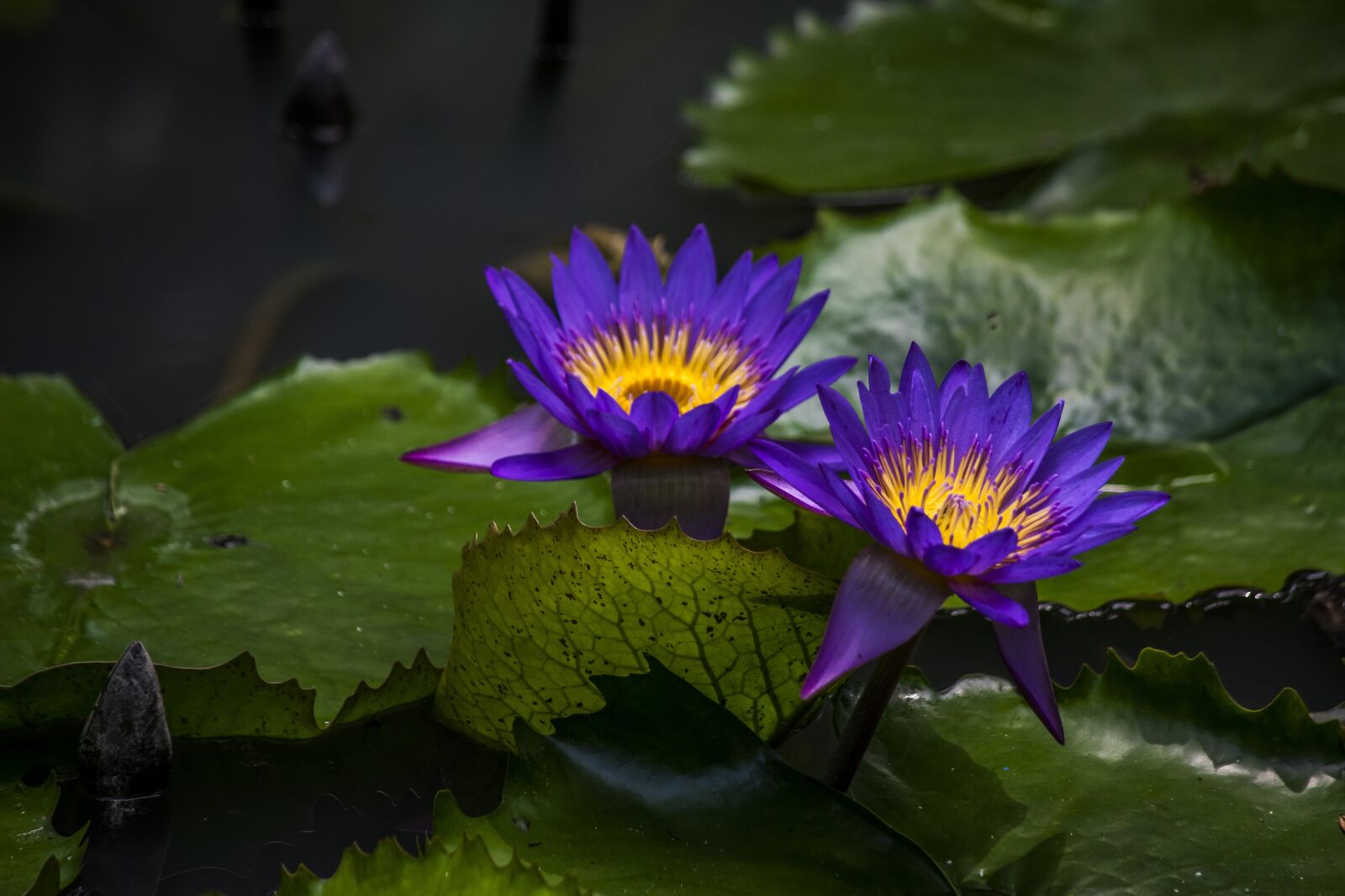 Nikon D5300 sample photo. Nature, flowers, flower photography