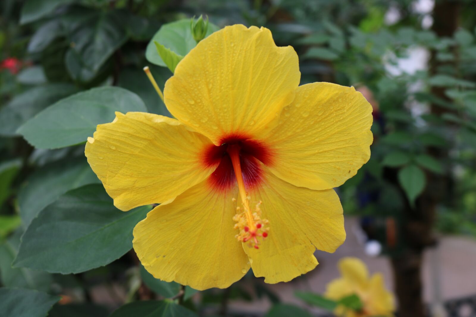 Canon EOS 750D (EOS Rebel T6i / EOS Kiss X8i) sample photo. Hibiscus, red, orange photography