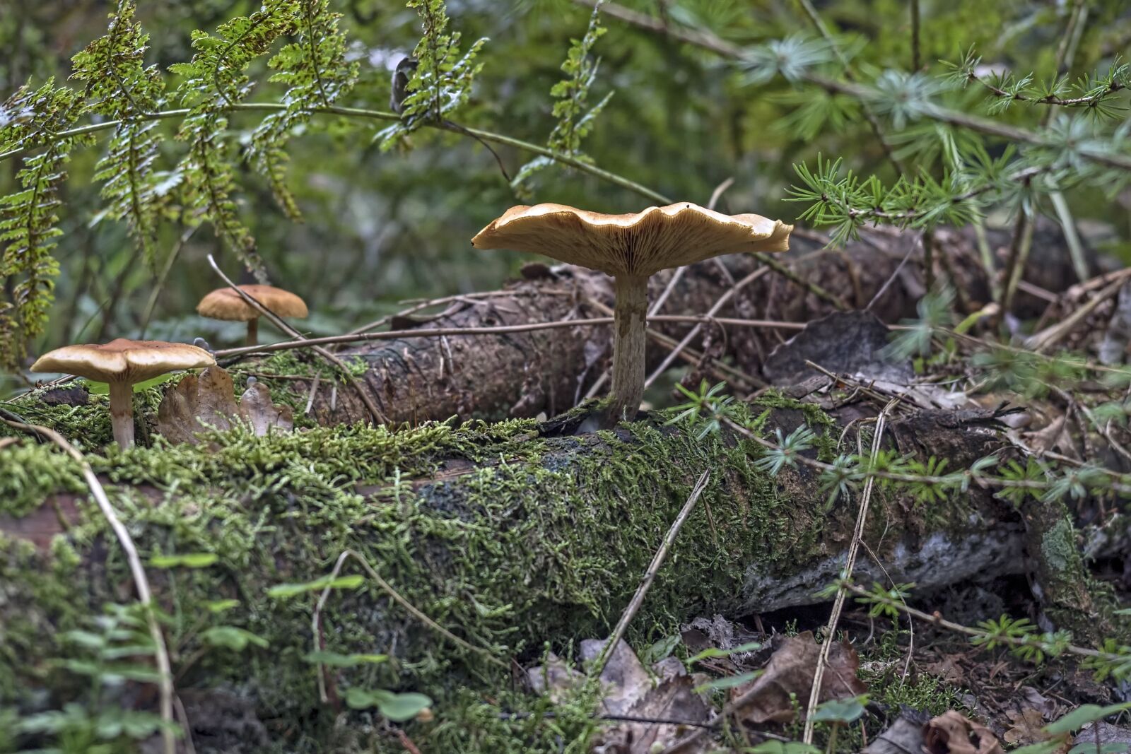 Olympus OM-D E-M5 II + Olympus M.Zuiko Digital ED 12-40mm F2.8 Pro sample photo. Mushroom, brown, forest photography