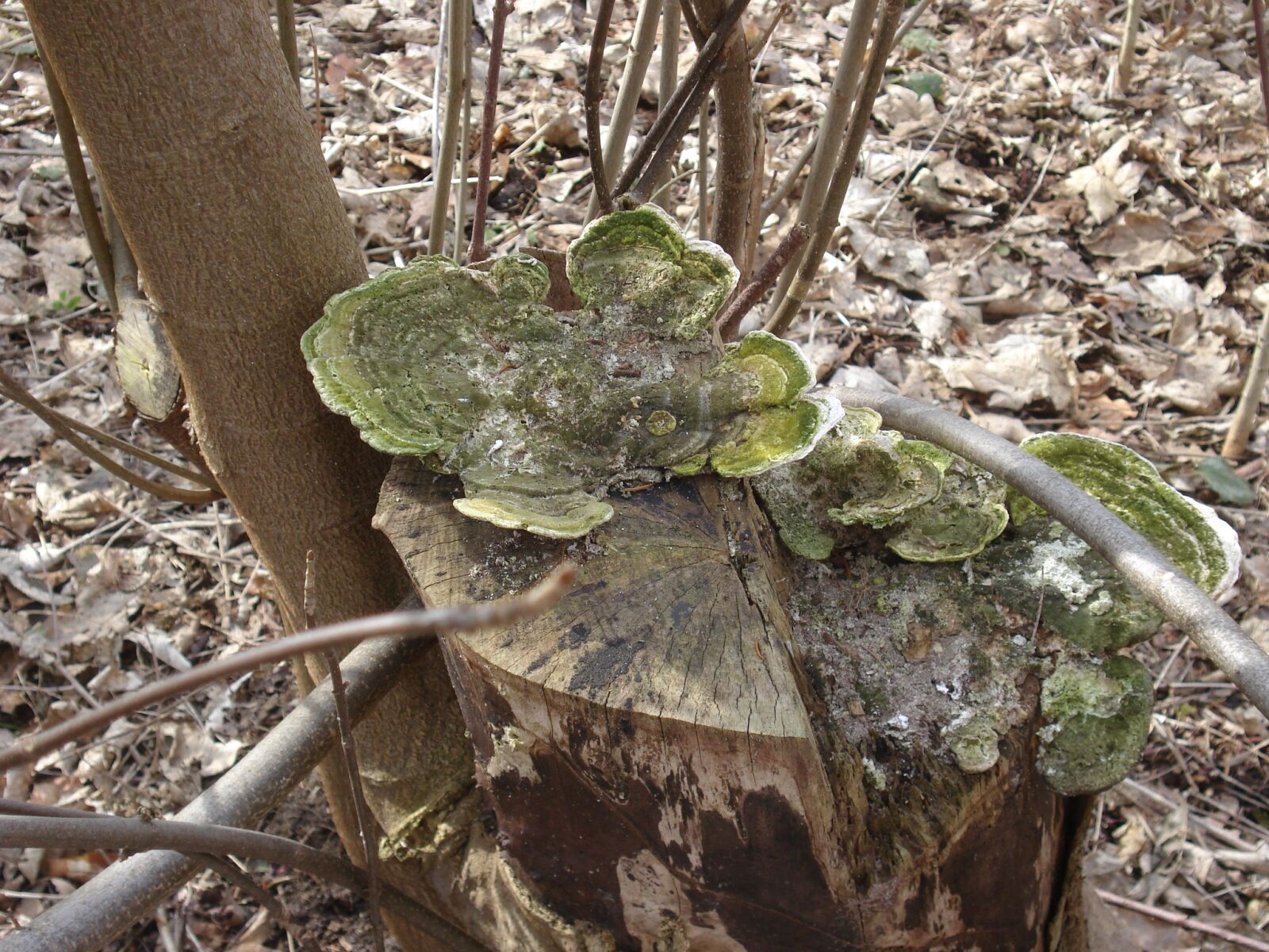 Sony DSC-W70 sample photo. Tree fungus, nature, mushrooms photography