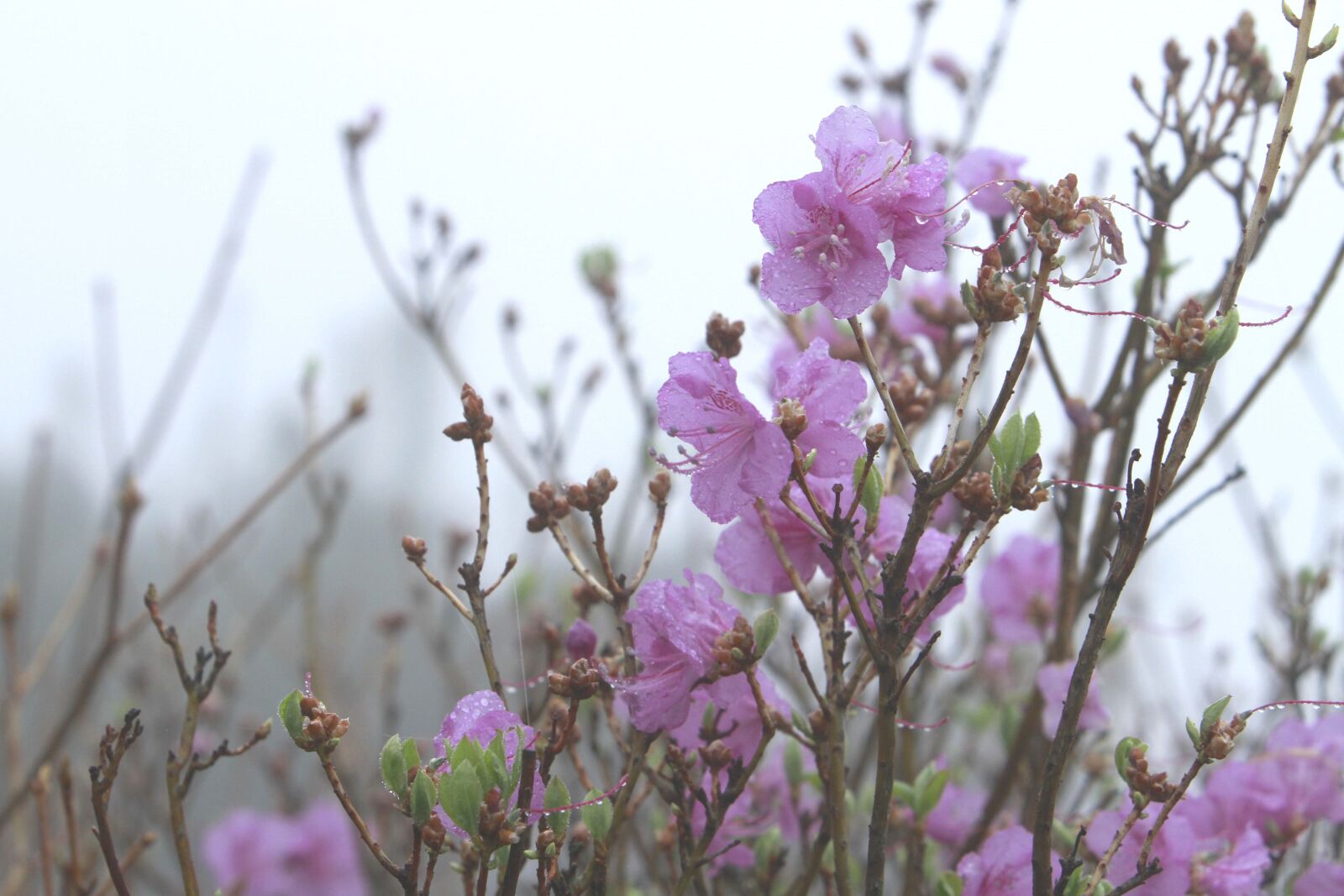 Canon EOS 7D sample photo. Flowers, nature, plants photography