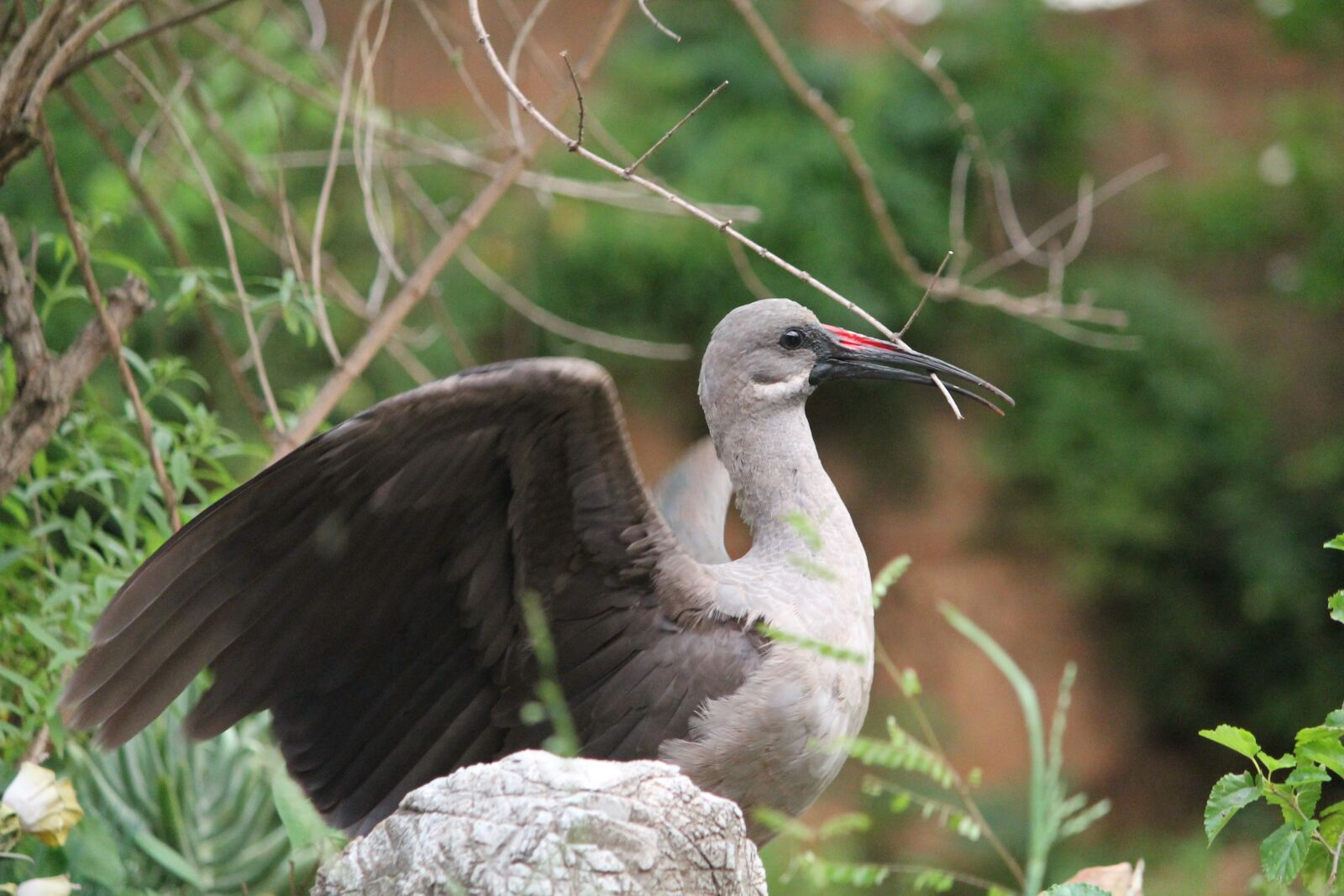 Canon EOS 1100D (EOS Rebel T3 / EOS Kiss X50) sample photo. Animal, bird hadada, common photography
