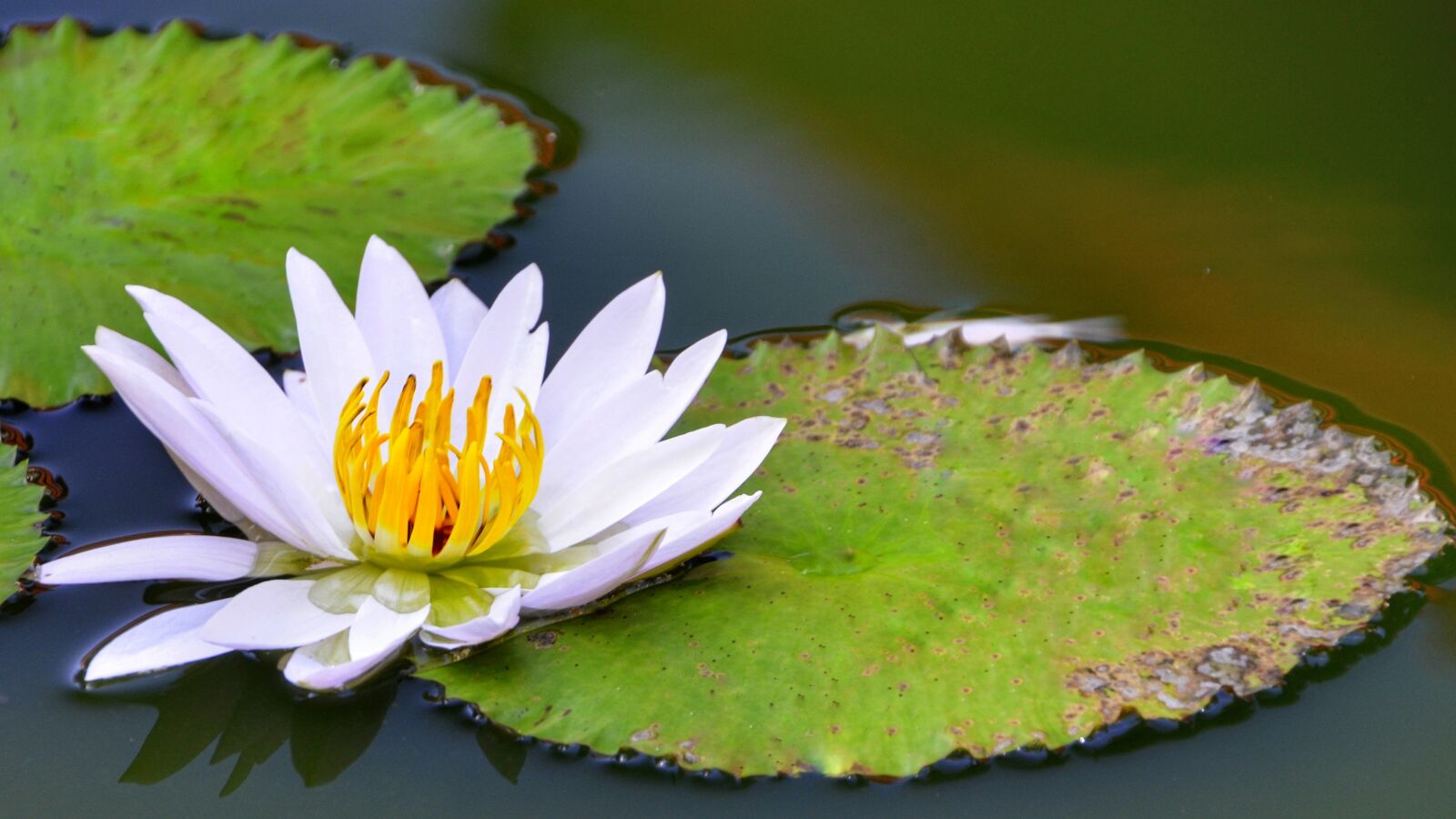 Nikon D5100 sample photo. White, lotus, lily photography
