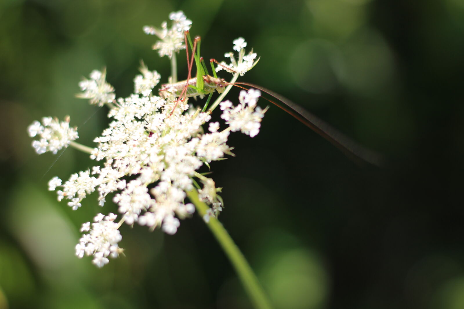 Canon EOS 1200D (EOS Rebel T5 / EOS Kiss X70 / EOS Hi) + Canon EF 50mm F1.8 STM sample photo. Beauty, black, brown, bug photography