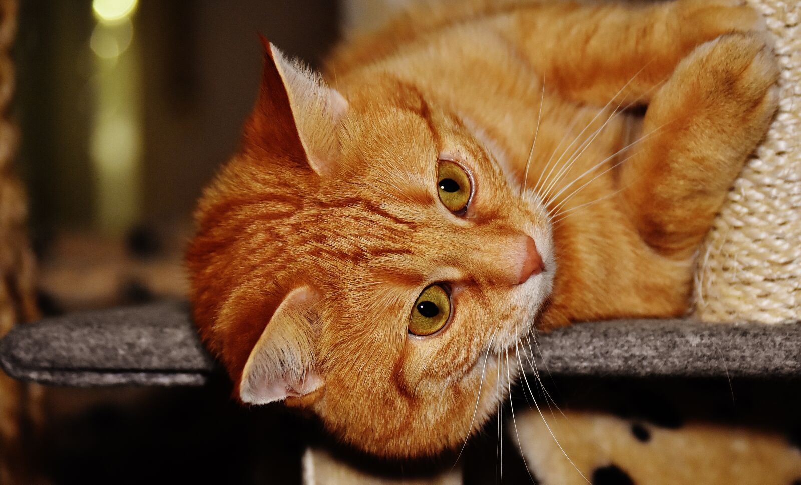 Nikon D7200 sample photo. Cat, red, funny photography