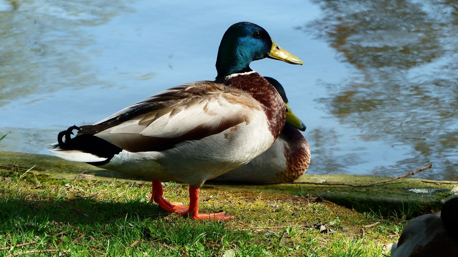Panasonic Lumix DMC-FZ200 sample photo. Bird, nature, duck photography