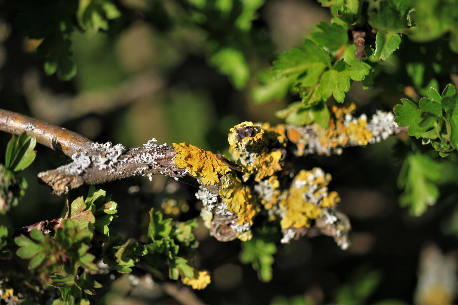 Canon EOS 7D sample photo. Branch, hedge, spring photography