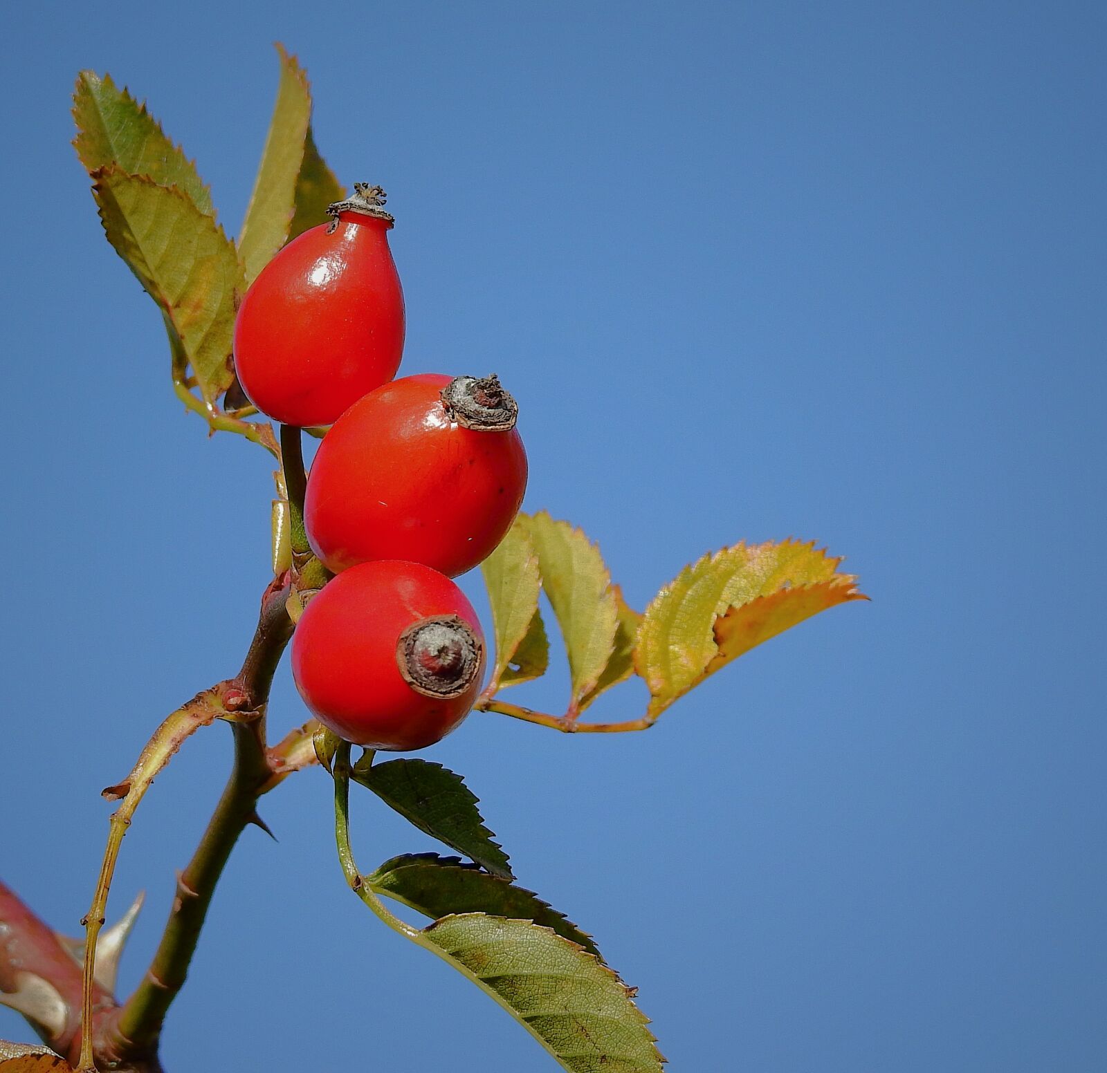 Nikon Coolpix P900 sample photo. Wild rose, fruit, red photography