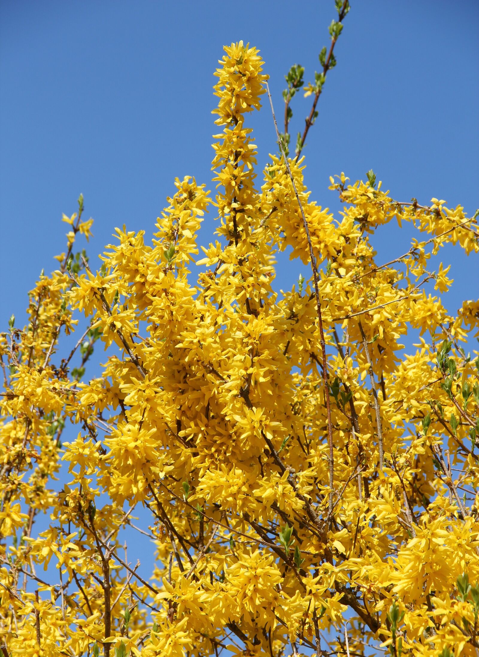 Canon EOS 550D (EOS Rebel T2i / EOS Kiss X4) sample photo. Forsythienbusch, in bloom, early photography
