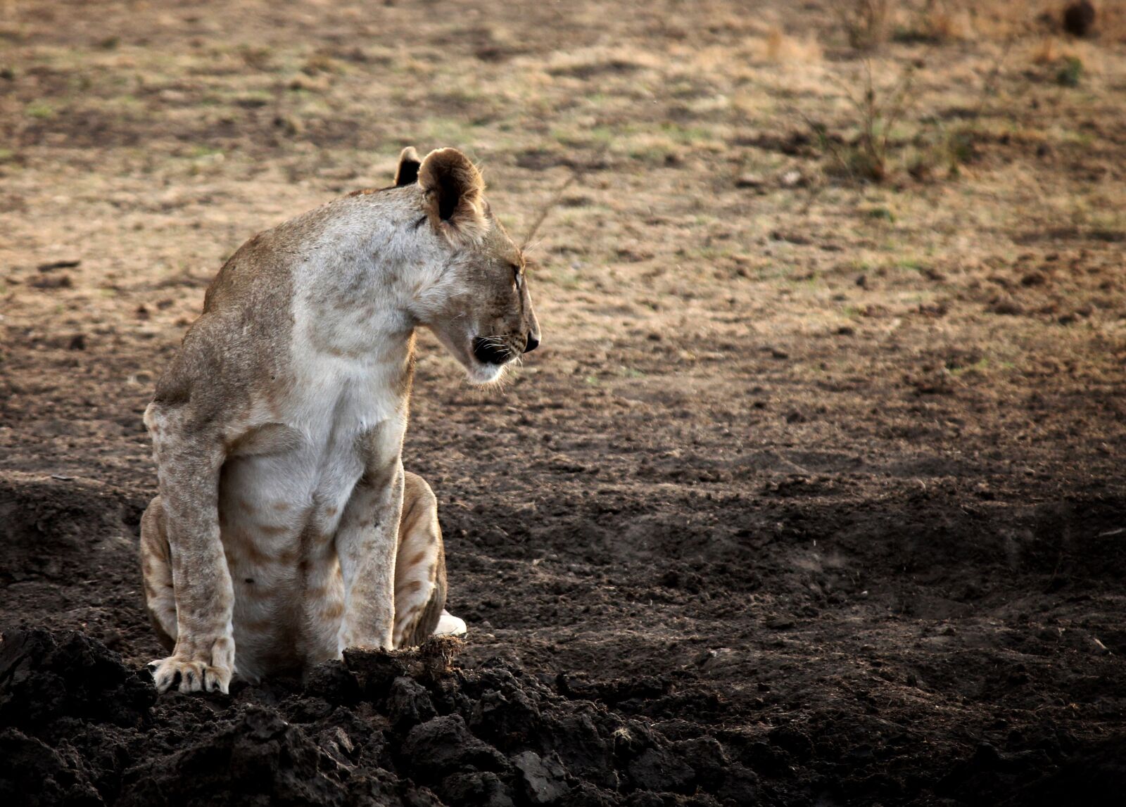 Canon EOS 1100D (EOS Rebel T3 / EOS Kiss X50) sample photo. Africa, lion, safari photography