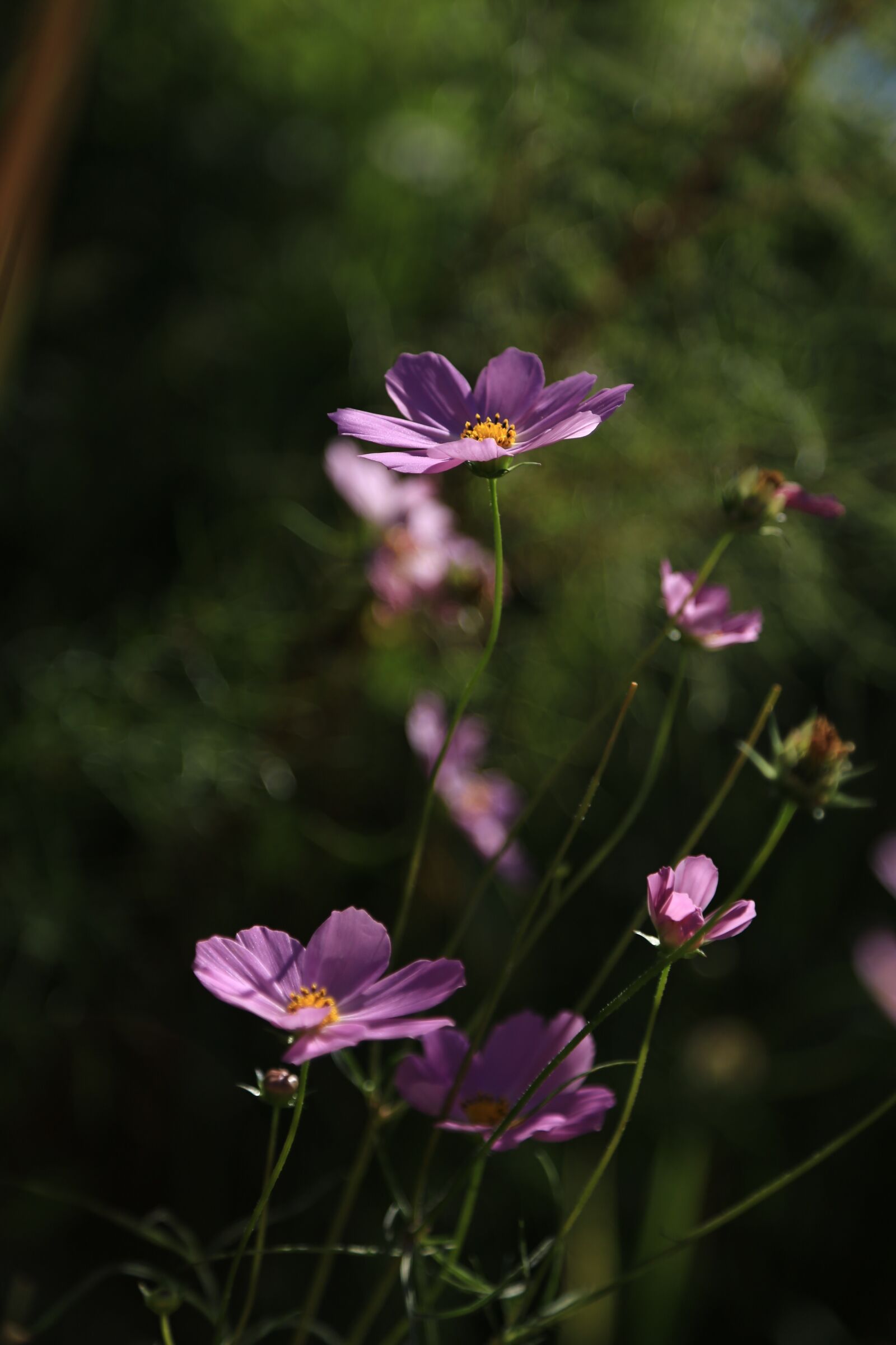 Canon EOS 6D sample photo. Cosmos, flowers, nature photography