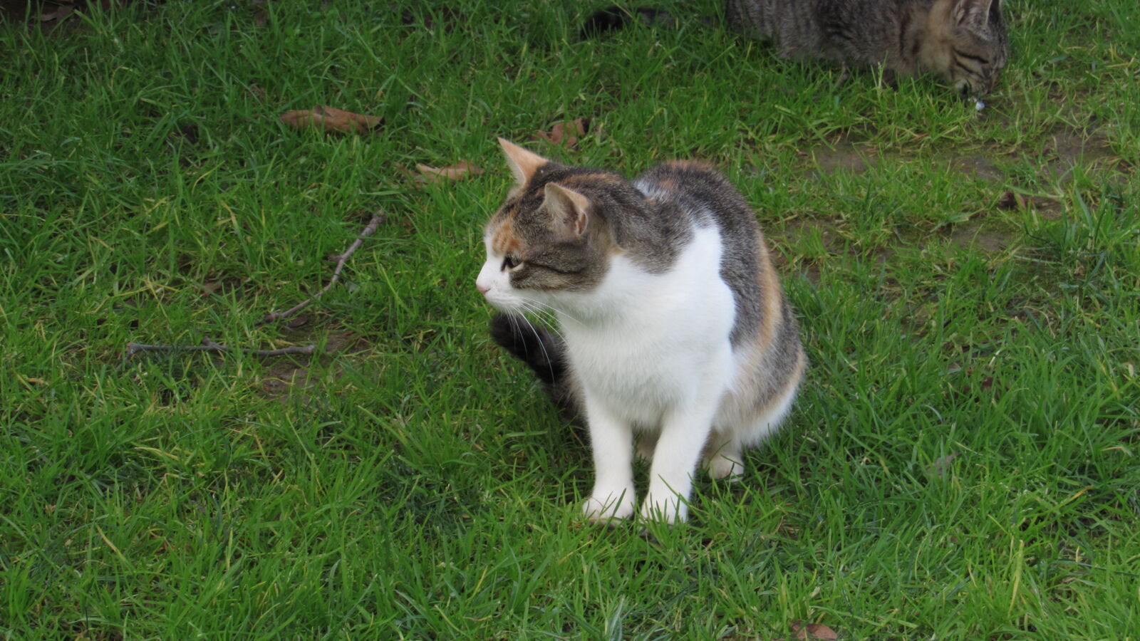 Canon PowerShot SX520 HS sample photo