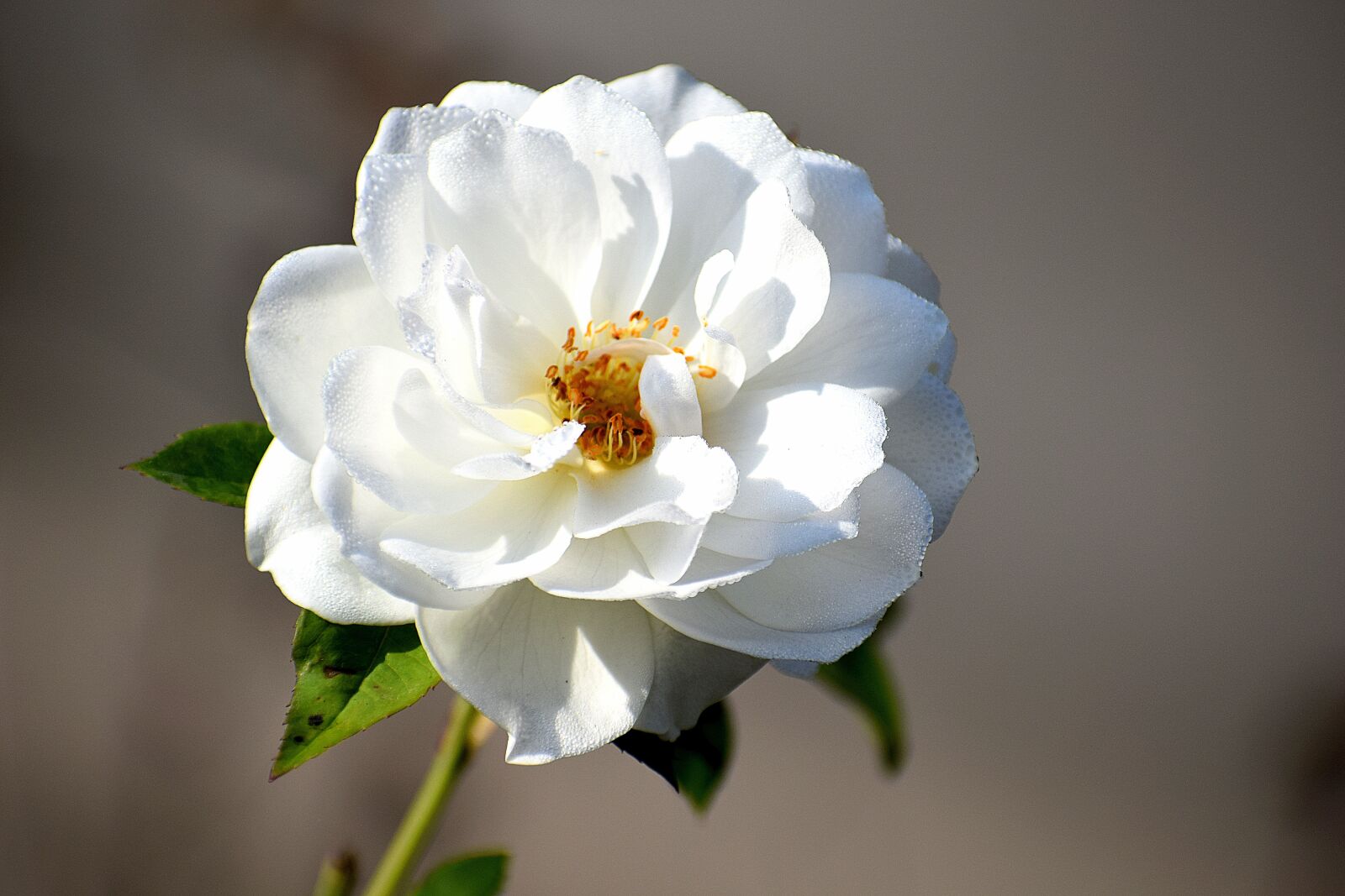 Nikon D3300 sample photo. White, rose, flower photography