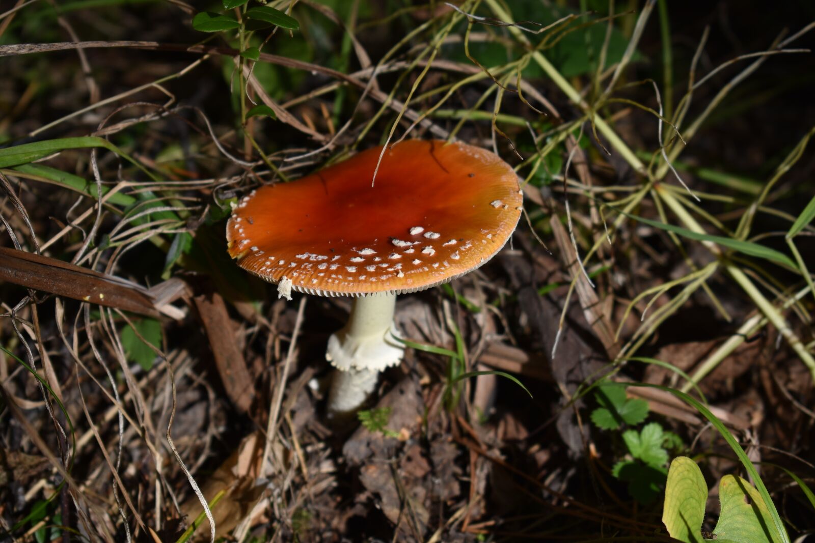 Nikon D3400 sample photo. Amanita, mushroom, macro photography