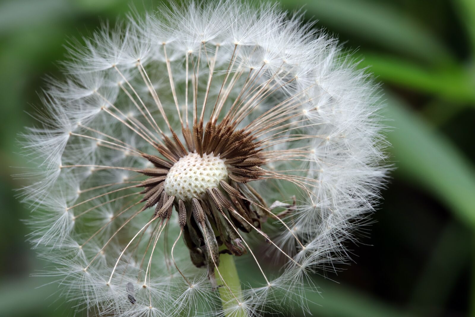 Canon EOS 6D Mark II sample photo. Dandelion, seeds, flowers photography