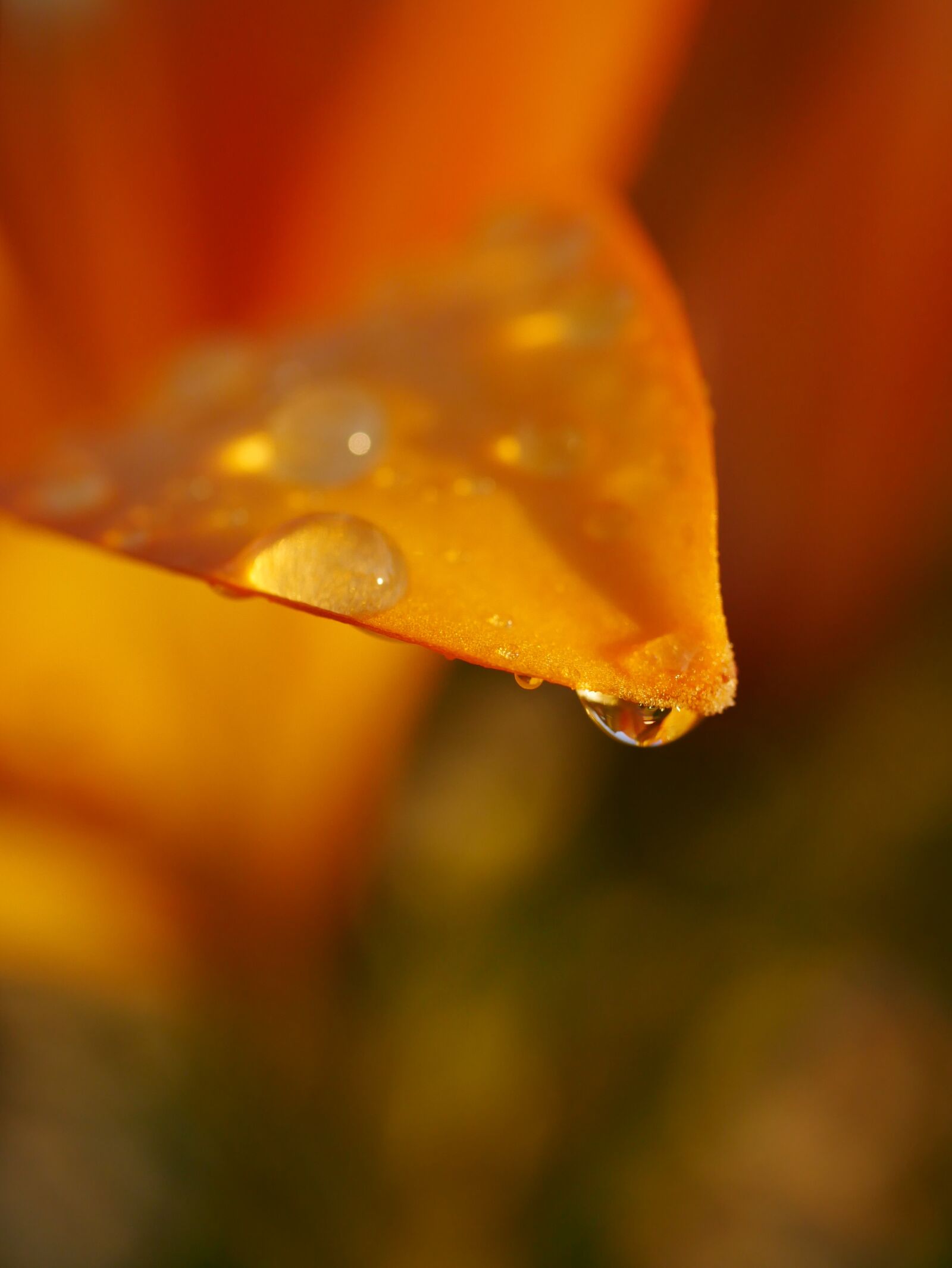 Panasonic Lumix DMC-GX85 (Lumix DMC-GX80 / Lumix DMC-GX7 Mark II) sample photo. Flower, orange lily, drop photography