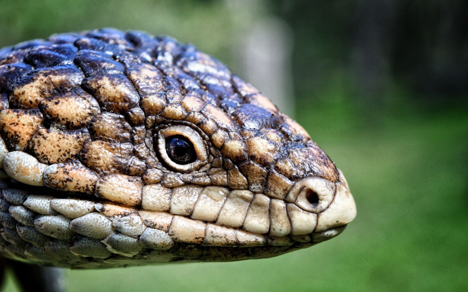 Nikon D3300 sample photo. Shingle back lizard, reptile photography