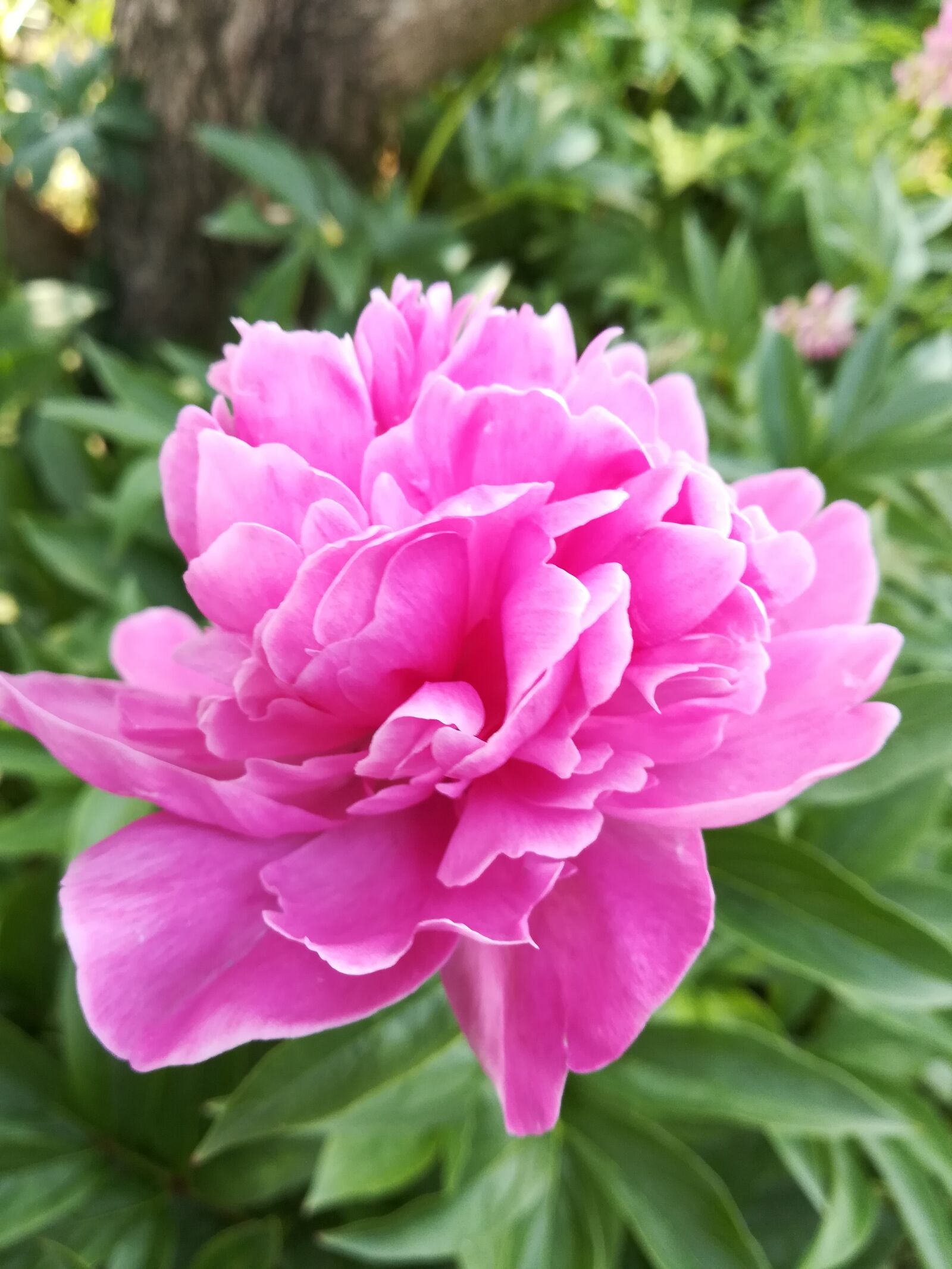 HUAWEI P10 lite sample photo. Flower, garden, peony photography