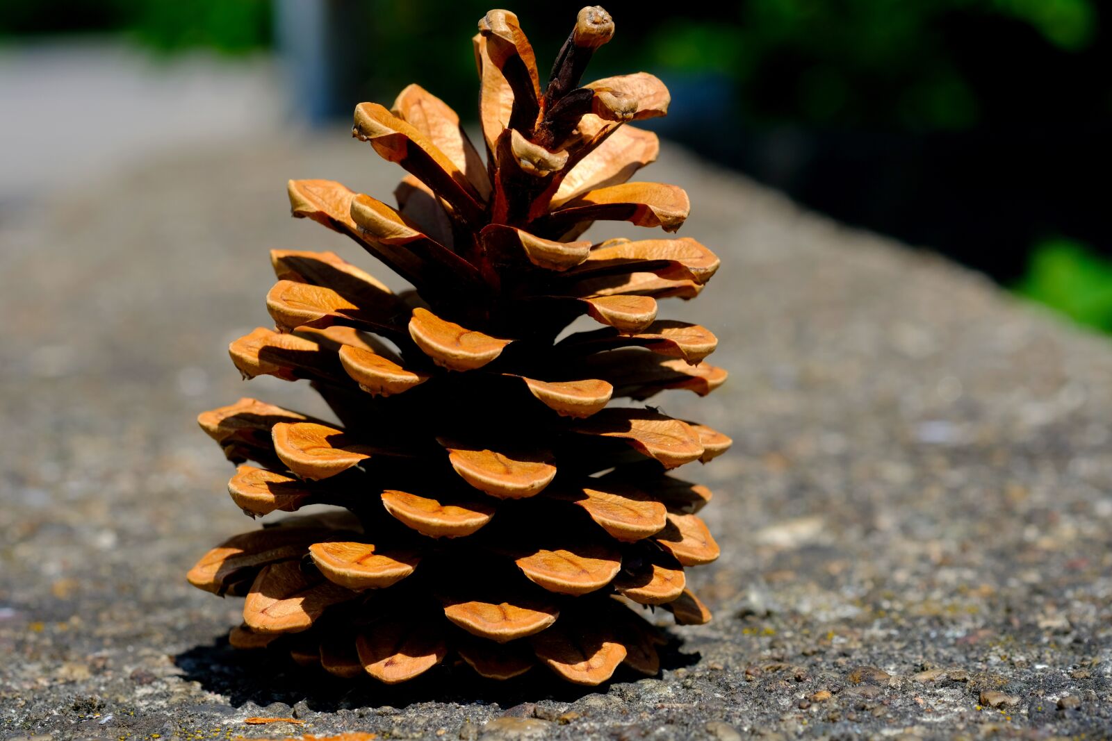 Fujifilm X-T20 sample photo. Pine cones, pine, tree photography