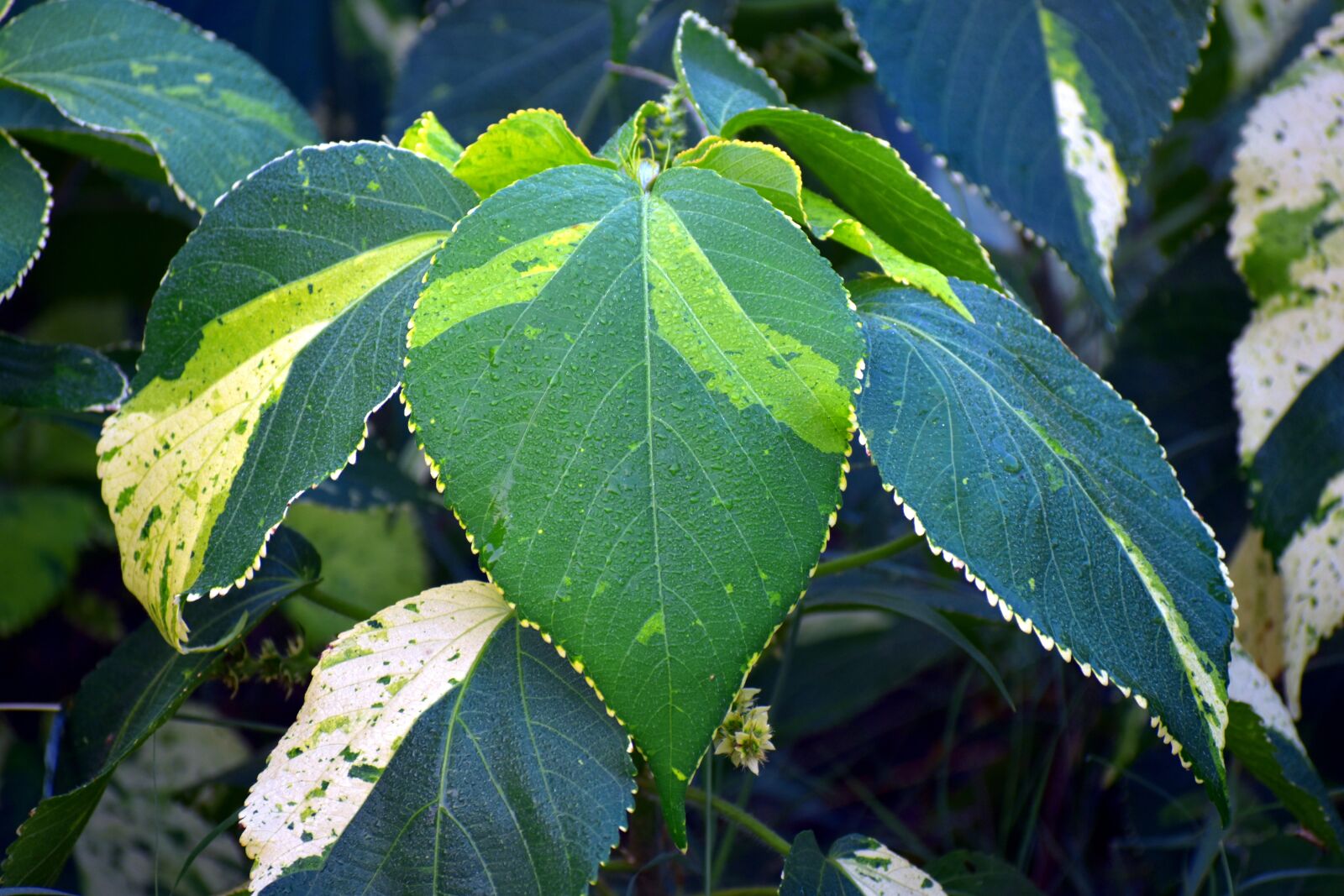Nikon D5600 sample photo. Big leaf, broad-leaved linden photography